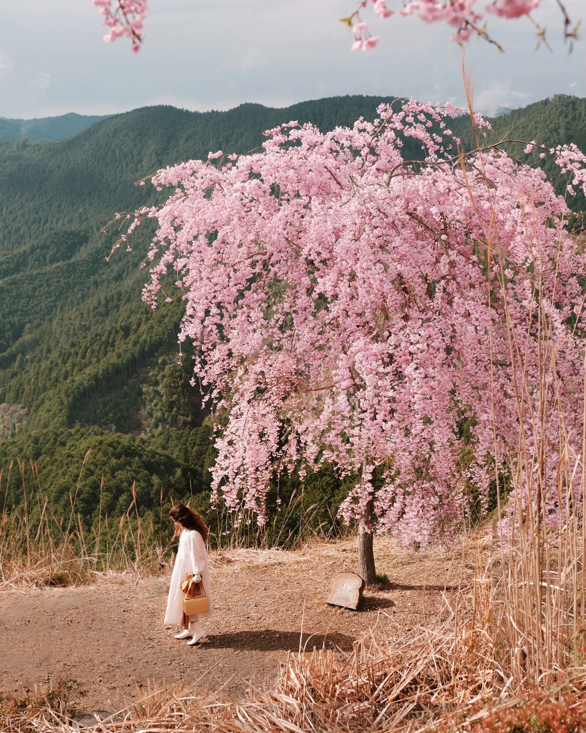  高見之鄉, sakura, FOV，高見の鄉 