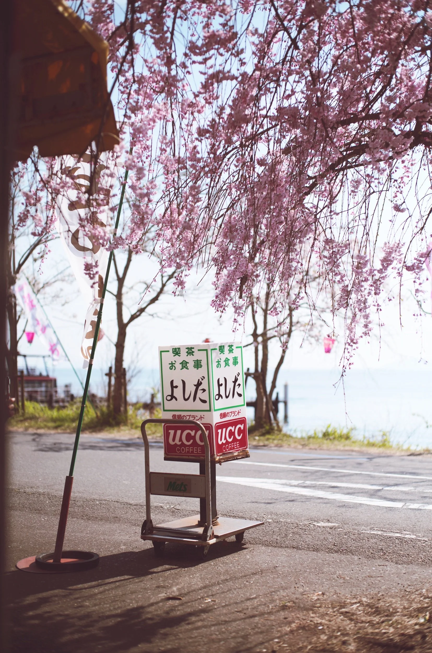  Fov sakura, fov, sakura, 海津大崎？ 