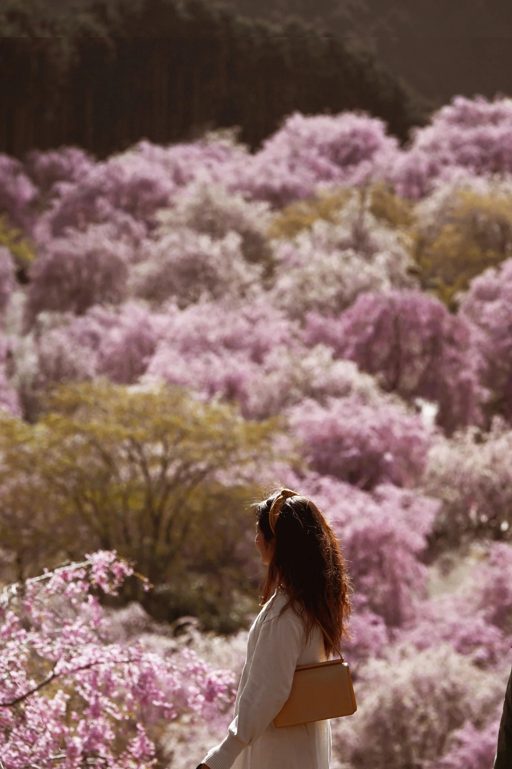 APS_SAKURA MOUNTAIN2 DSC_7442.jpeg
