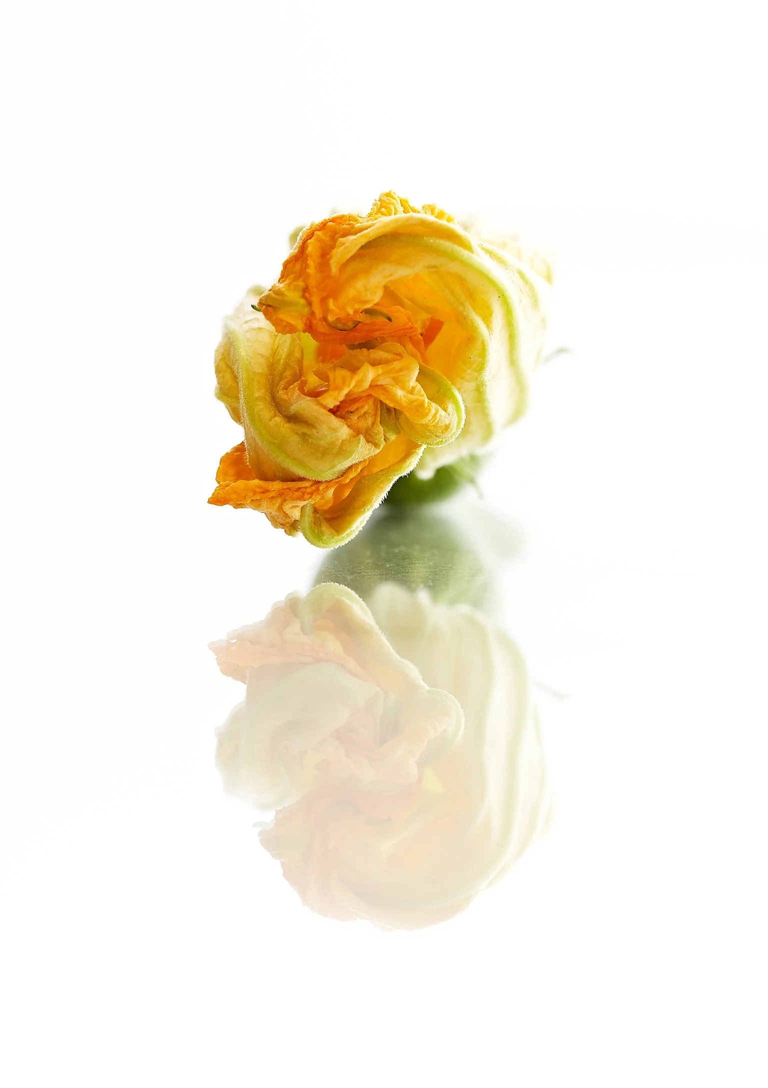 Flore de abobera P2.JPG