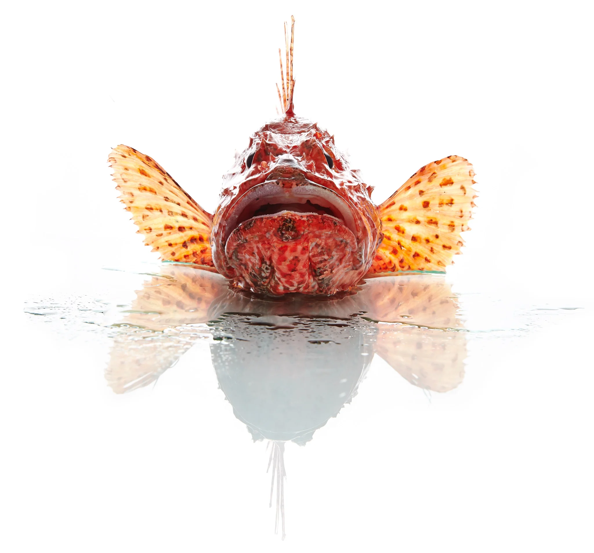 Peixe Carneiro P1.JPG