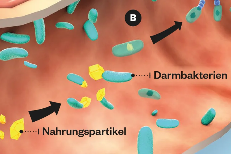 Darm_Detail_2.jpg