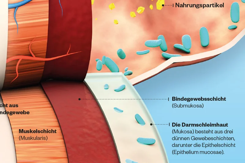Darm_Detail_3.jpg