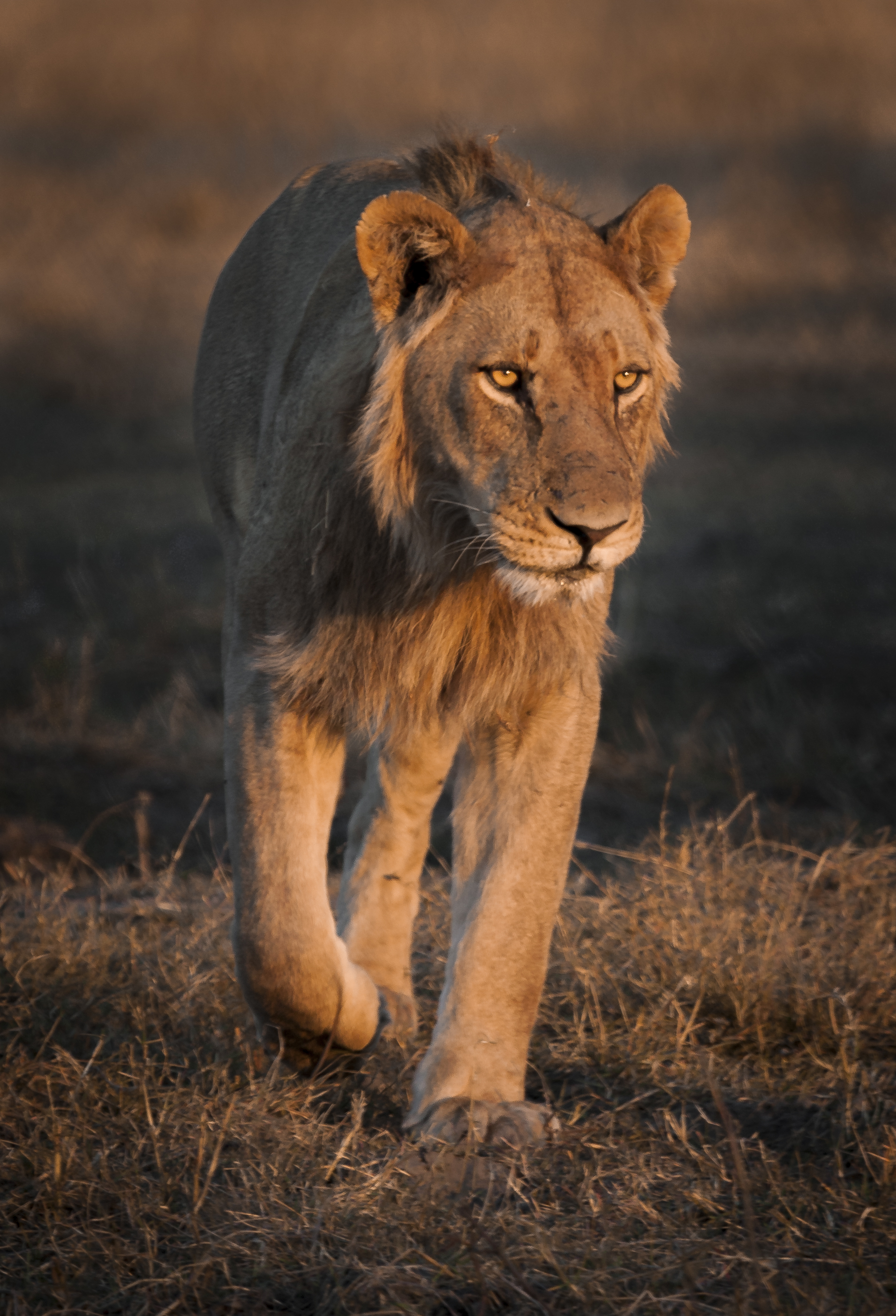 lioness_walk-1.jpg