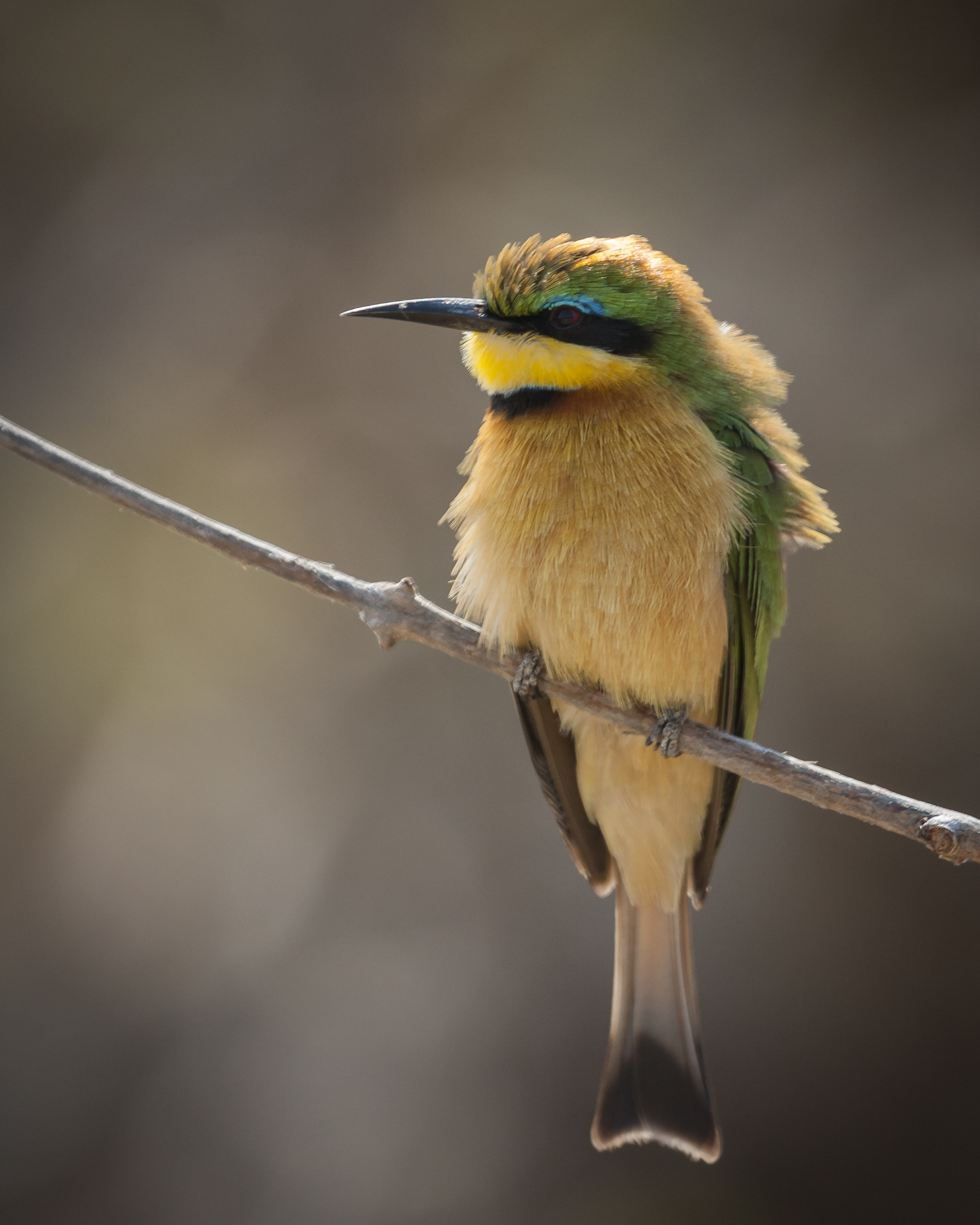 Bee_eater-1.jpg
