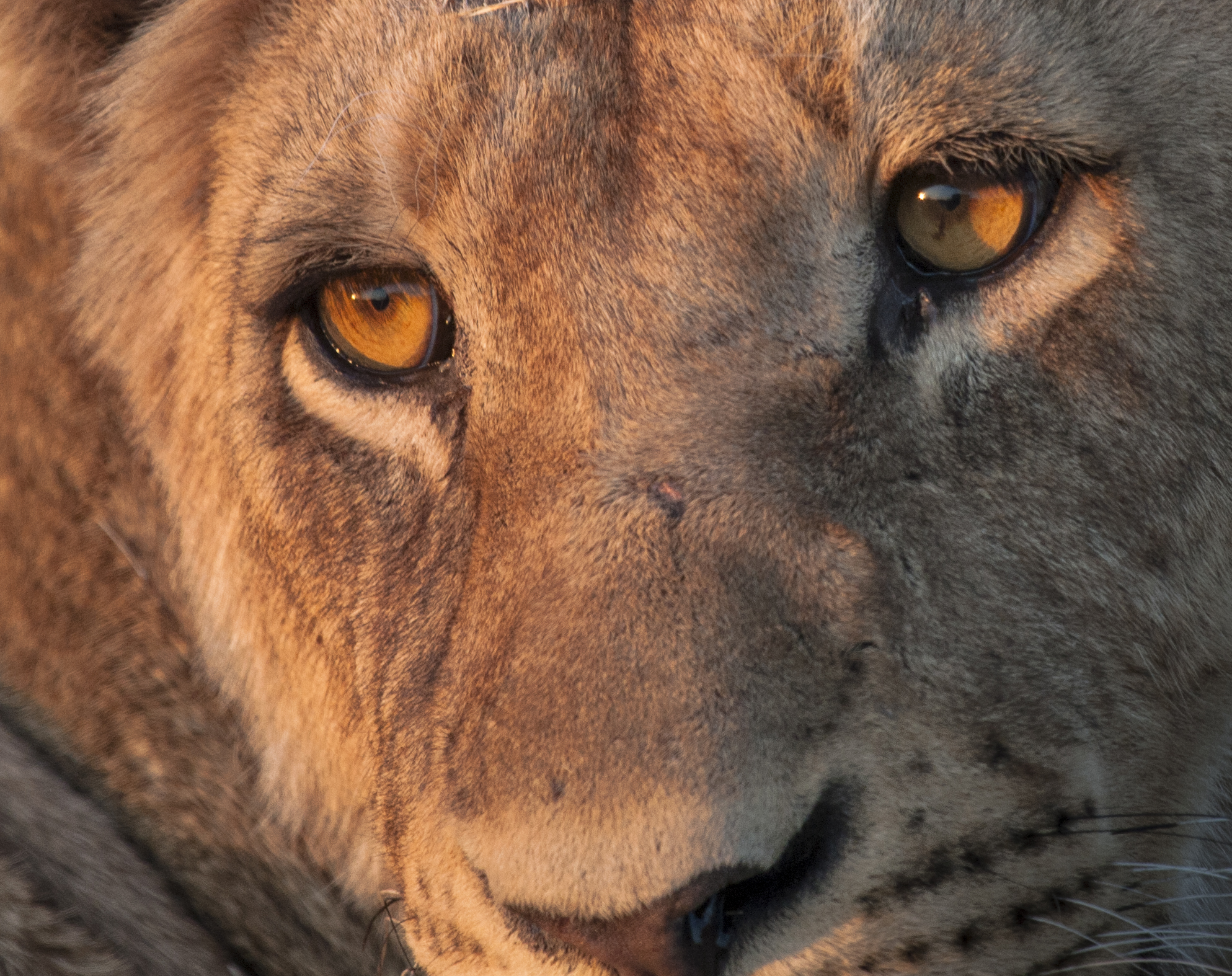 Eyes-1.jpg