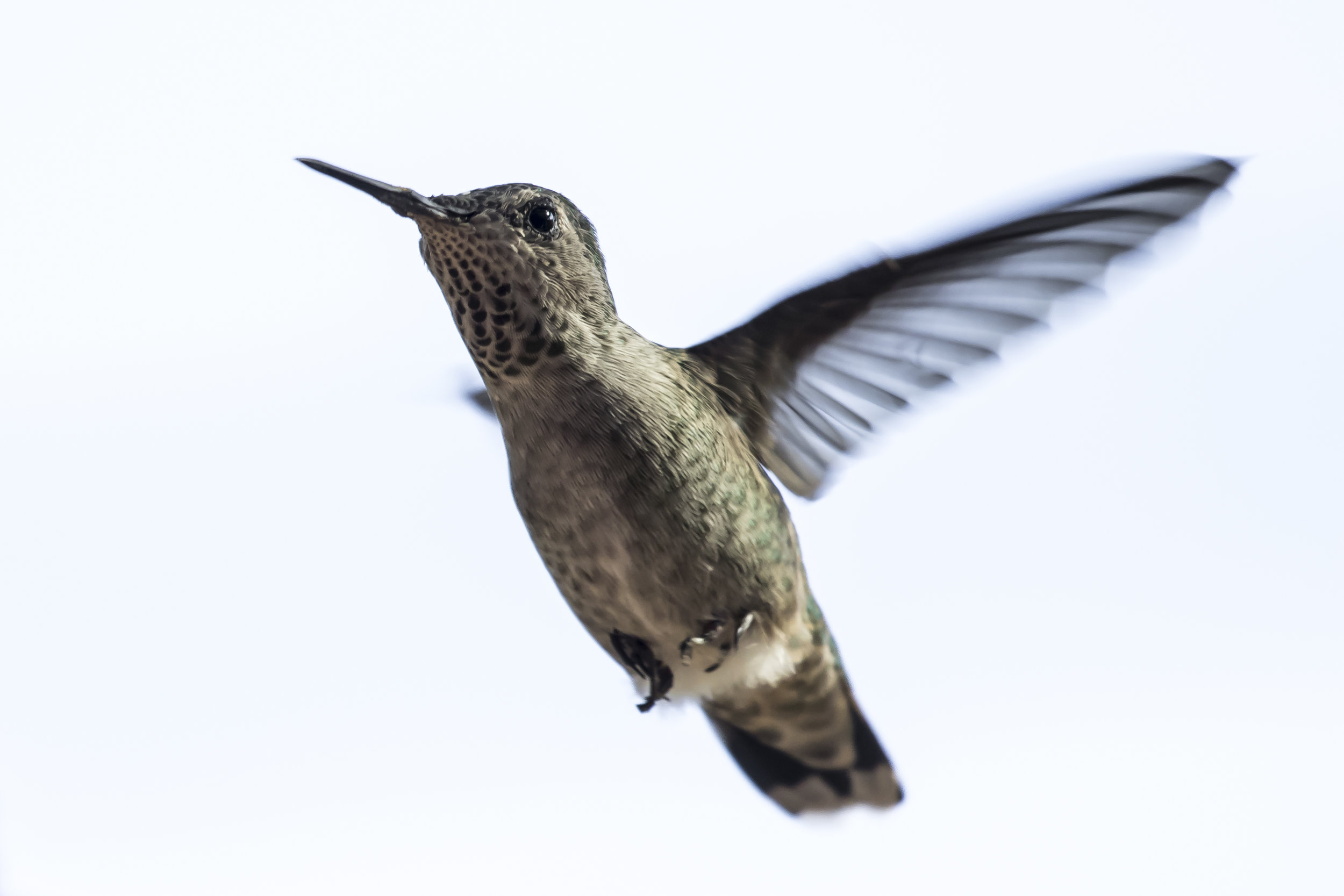 Hummingbird-1.jpg