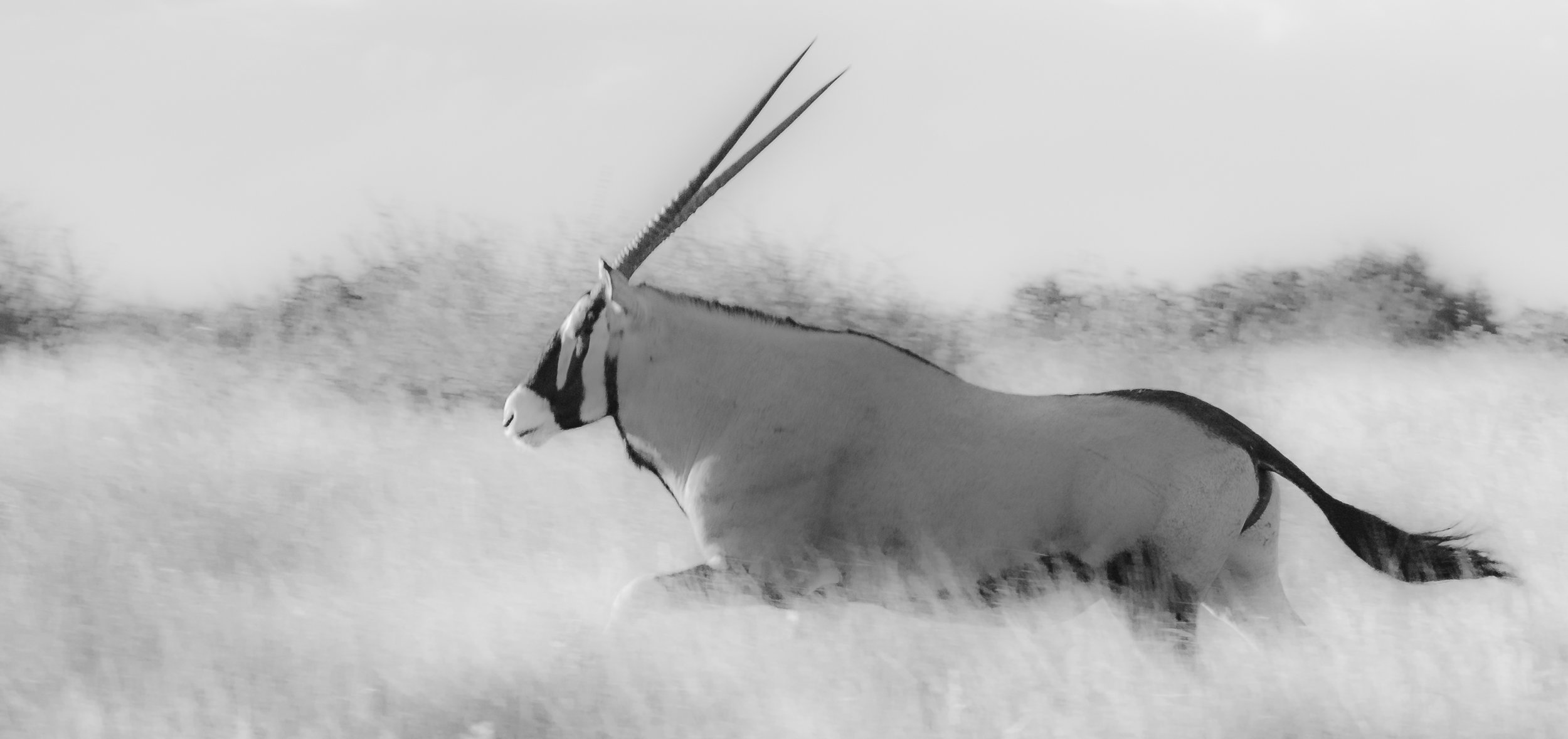 Oryx_B&W-1.jpg