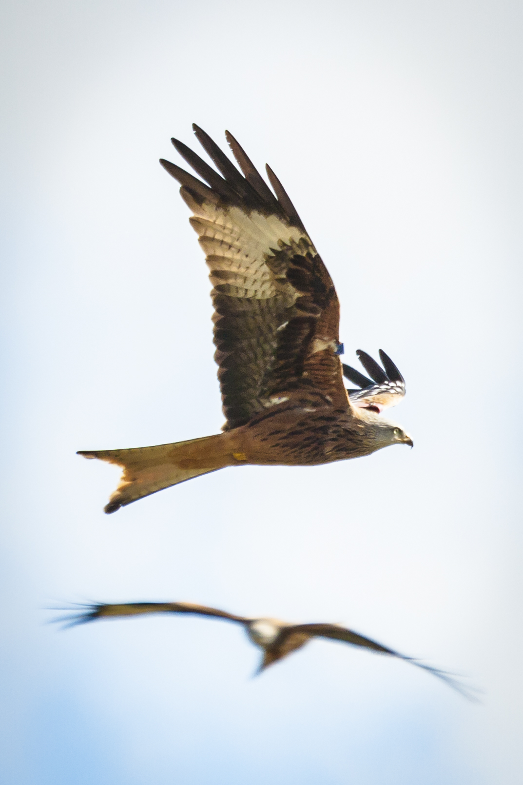 Red_kites-1.jpg