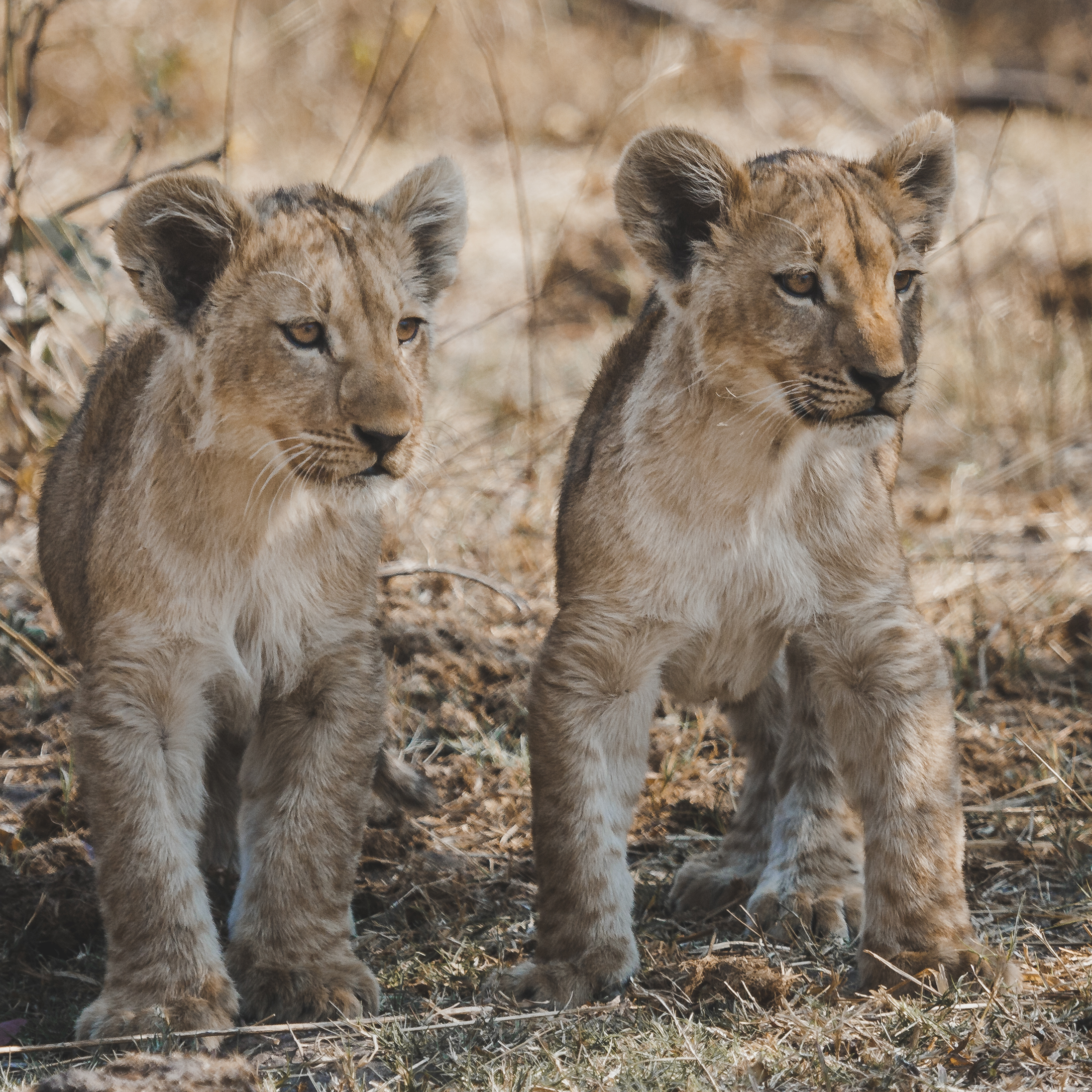 Two_cubs-1.jpg