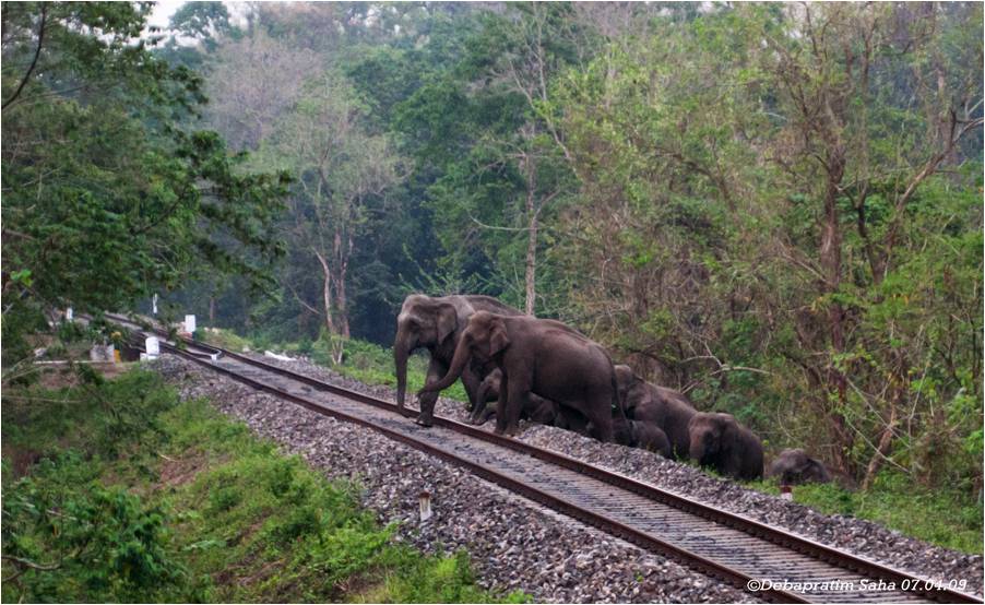 elephant_herd_approaching_the_railway_track.jpg