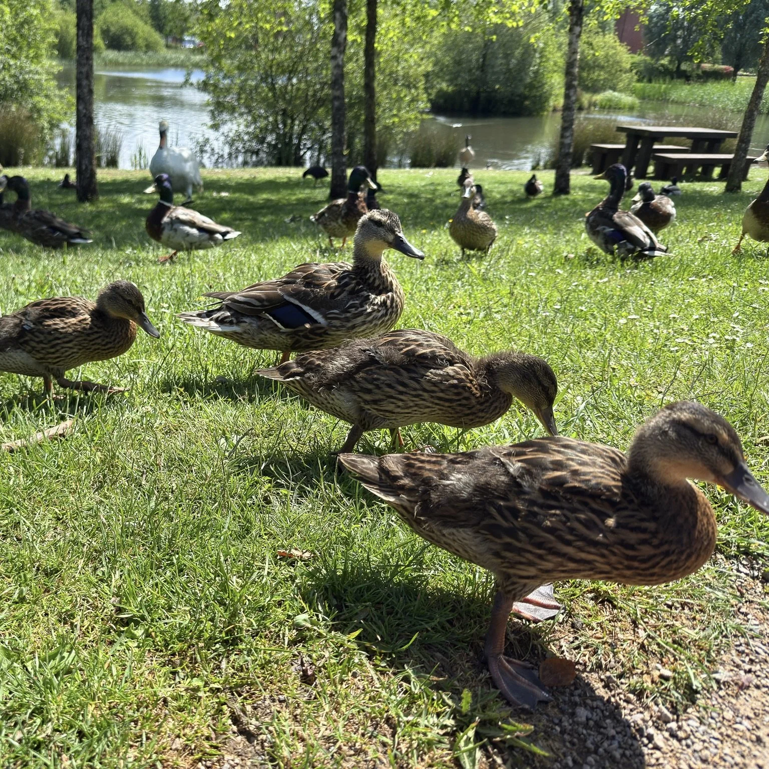 ducks.jpg