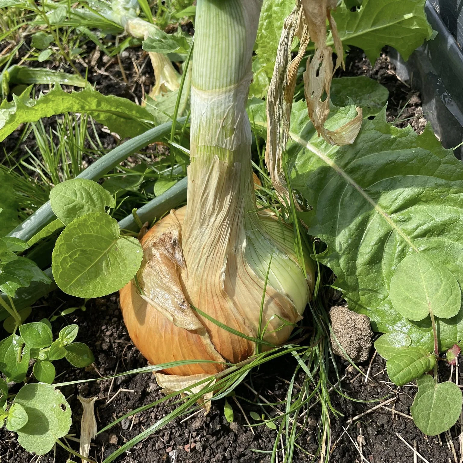 growing onions.jpg