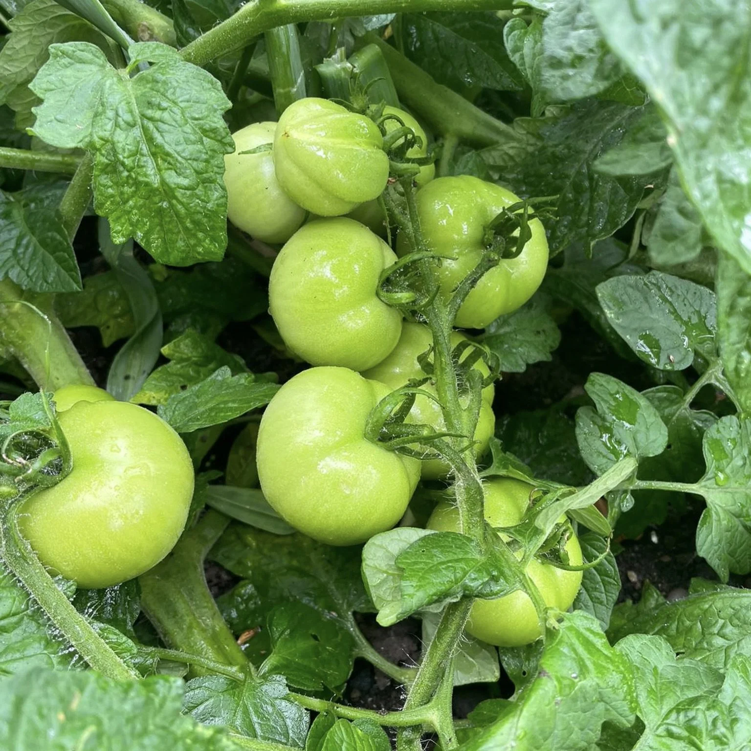 tomatoes.jpg