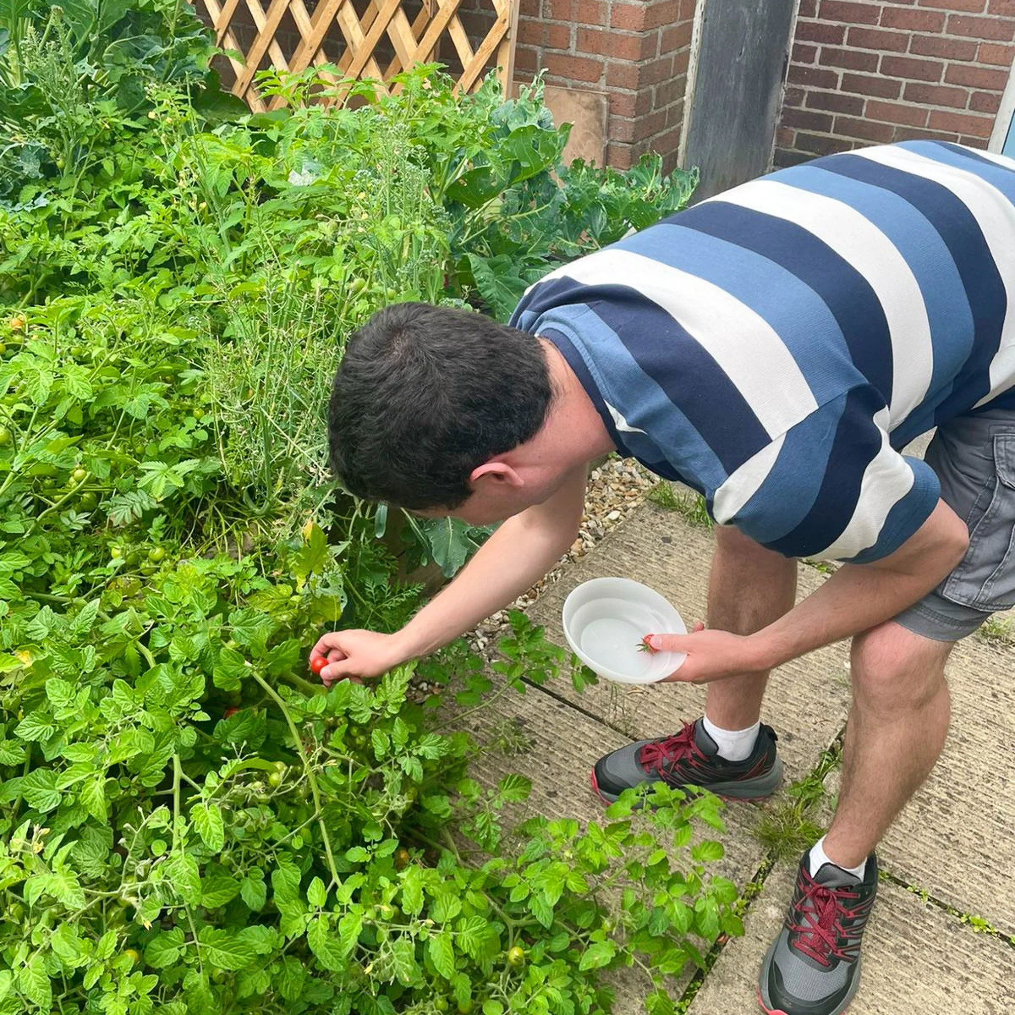 matthew picking tomatoes.jpg