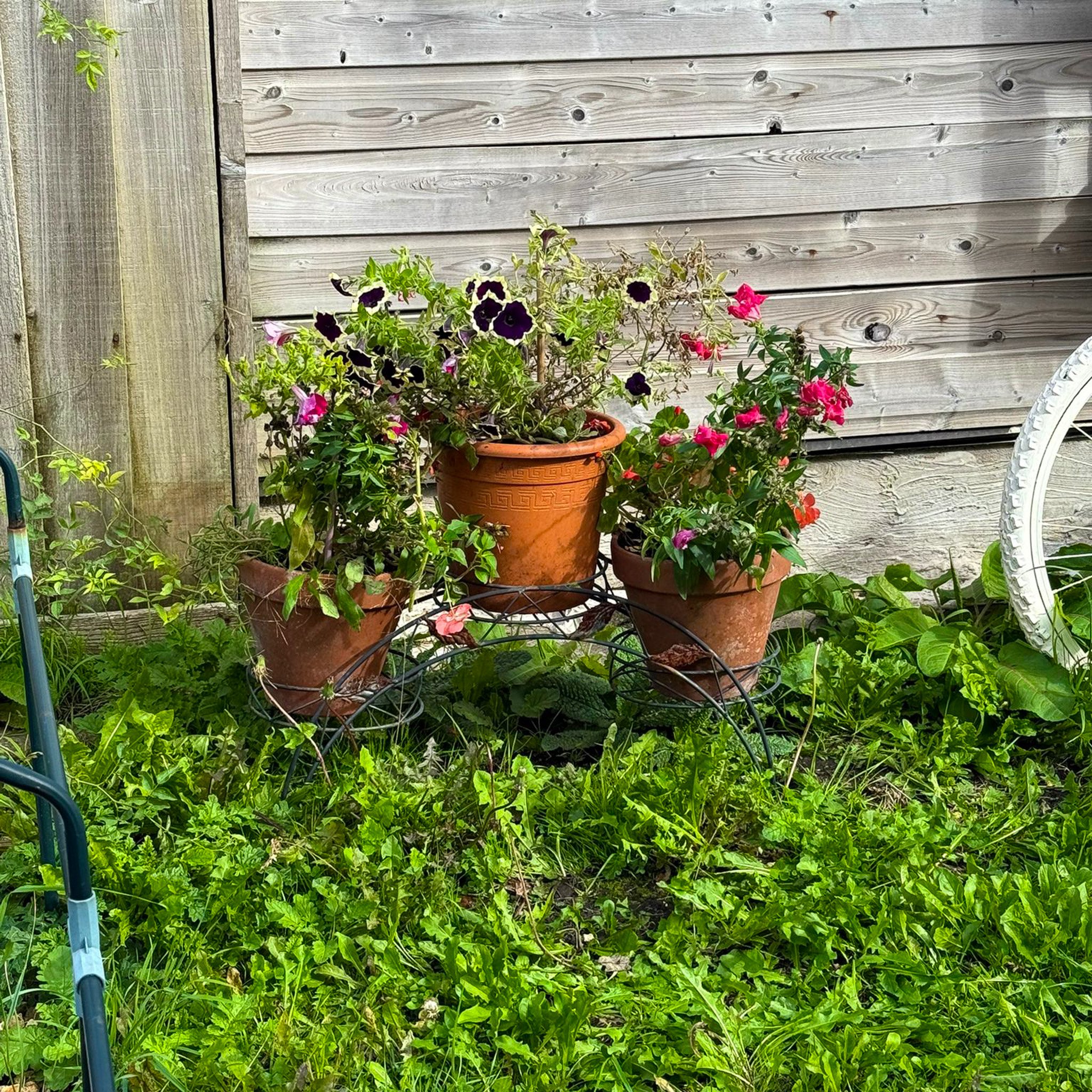 plant display.jpg