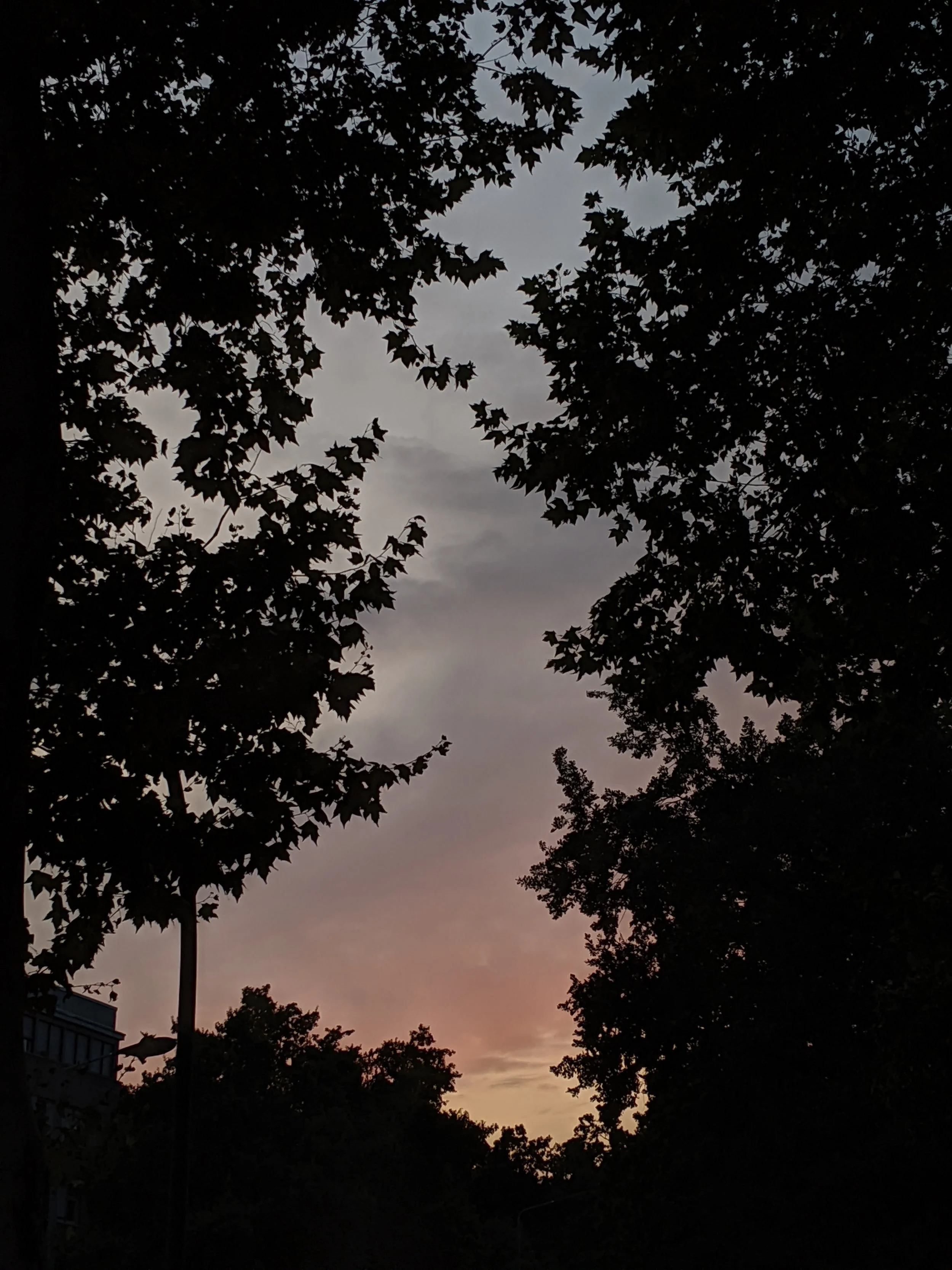 Pixel 3, low light, unedited.