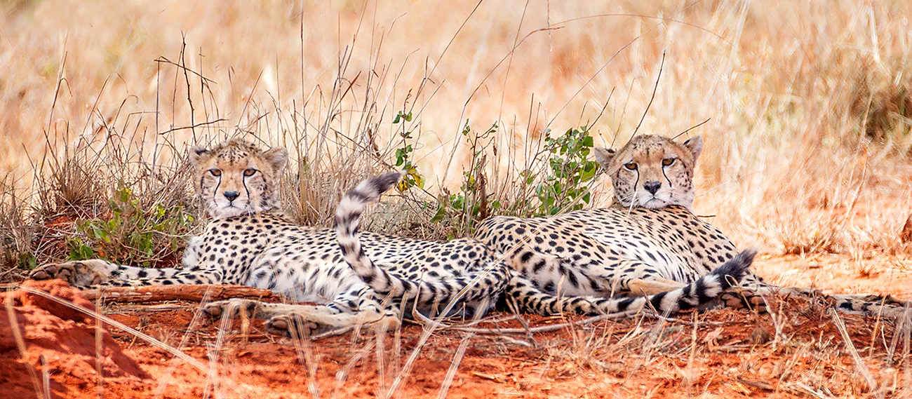 Ghepardi - Tsavo Est
