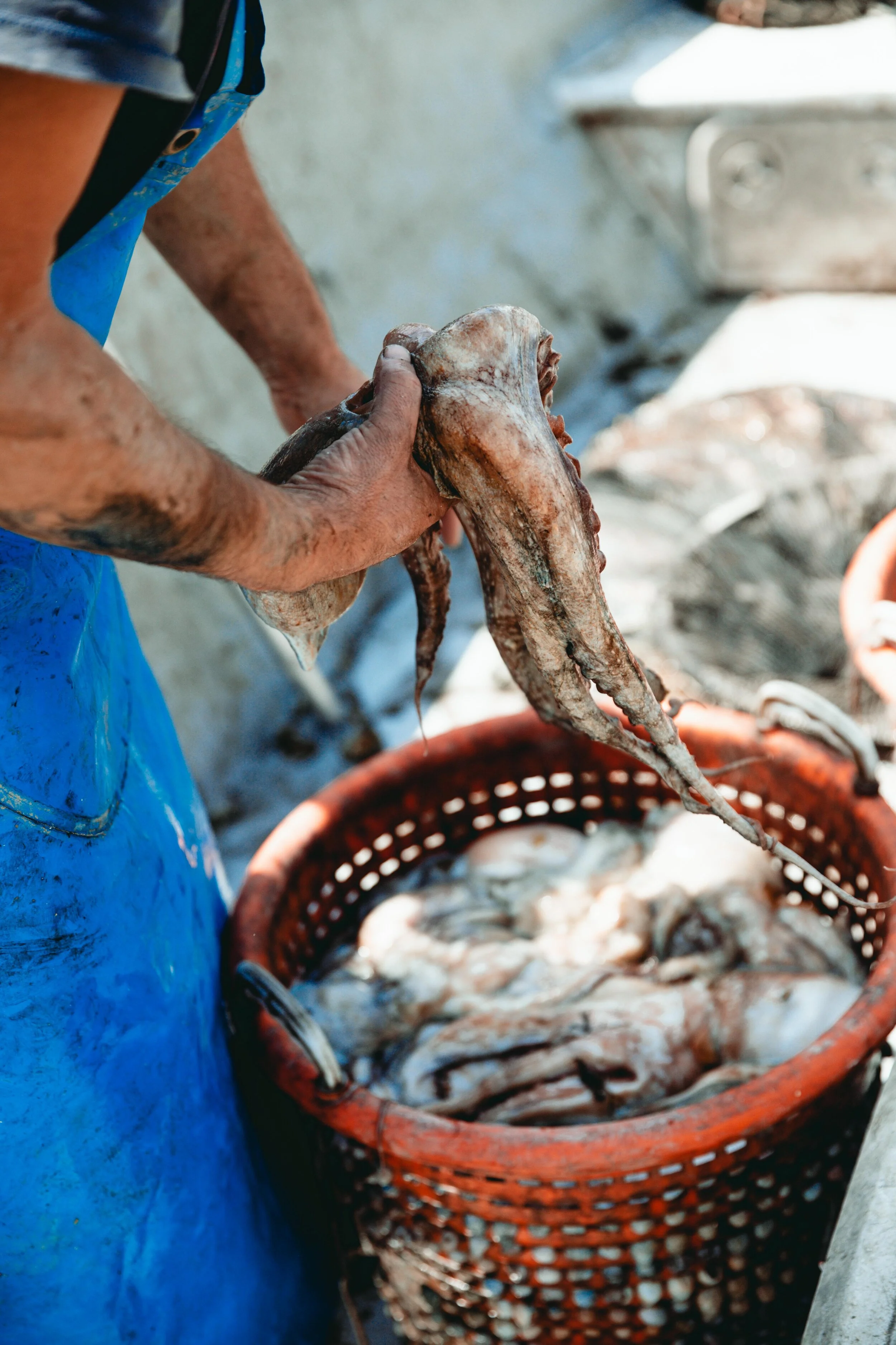 Jean Sebastien Ray Palavas -7.jpg