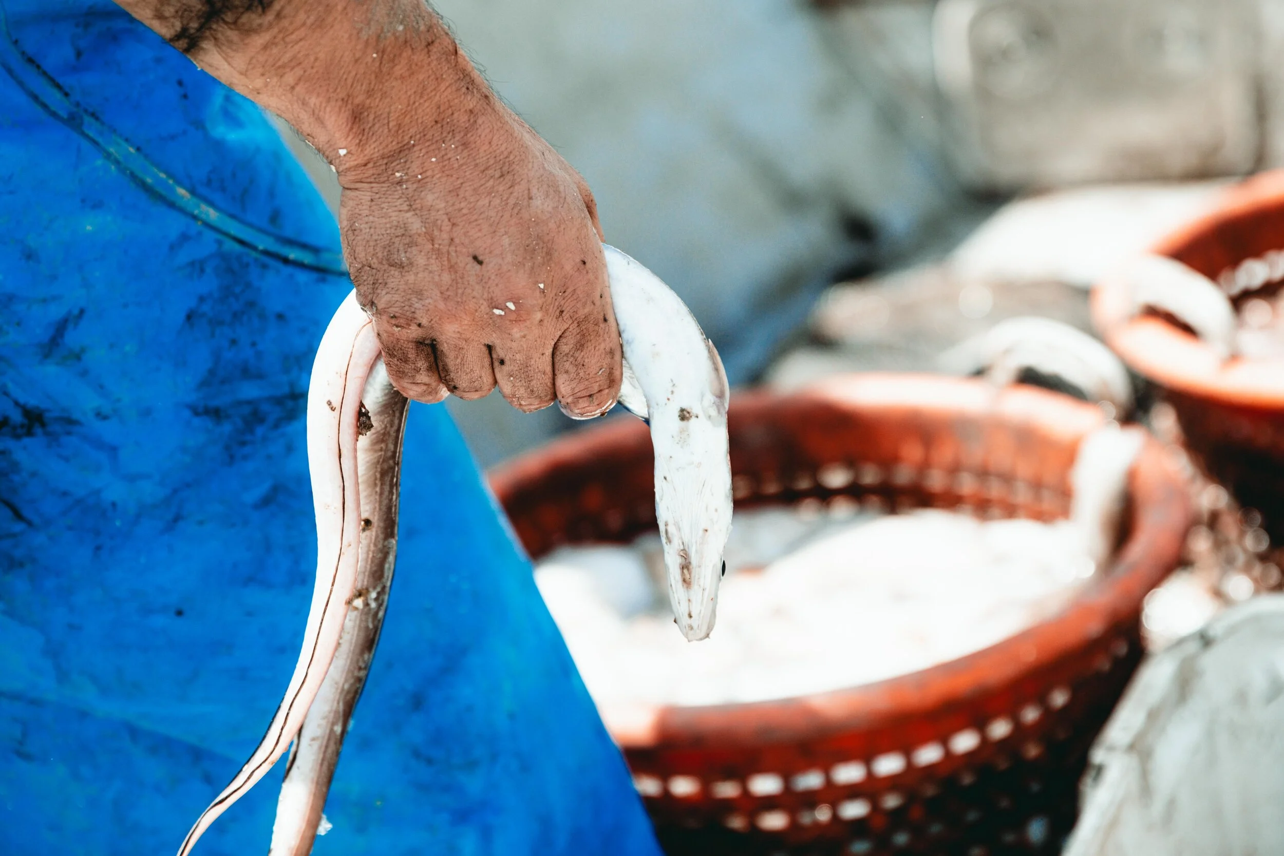 Jean Sebastien Ray Palavas -14.jpg