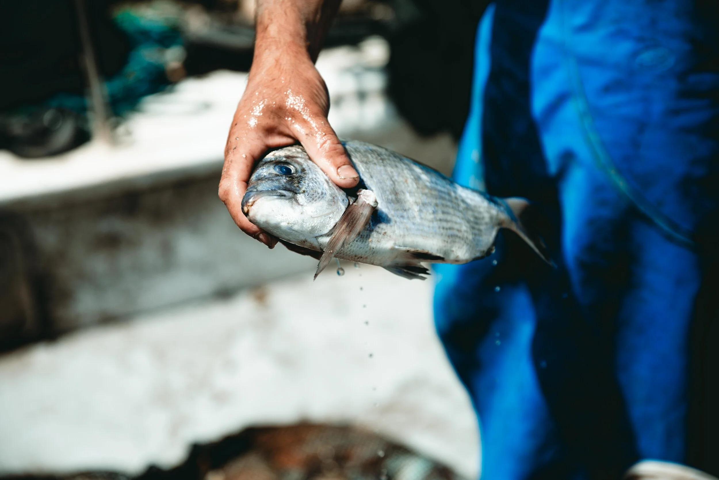 Jean Sebastien Ray Palavas -18.jpg