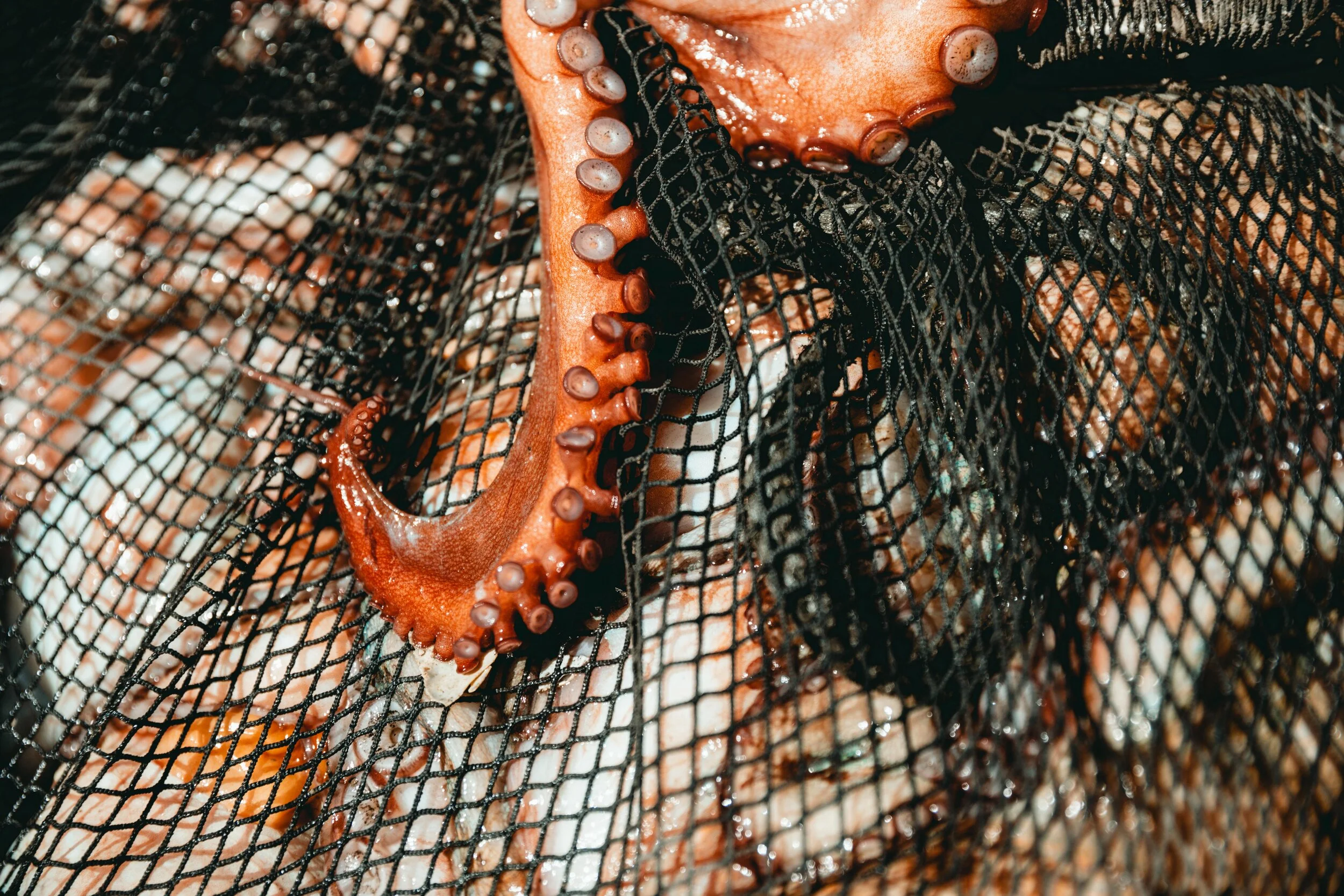 Jean Sebastien Ray Palavas -24.jpg