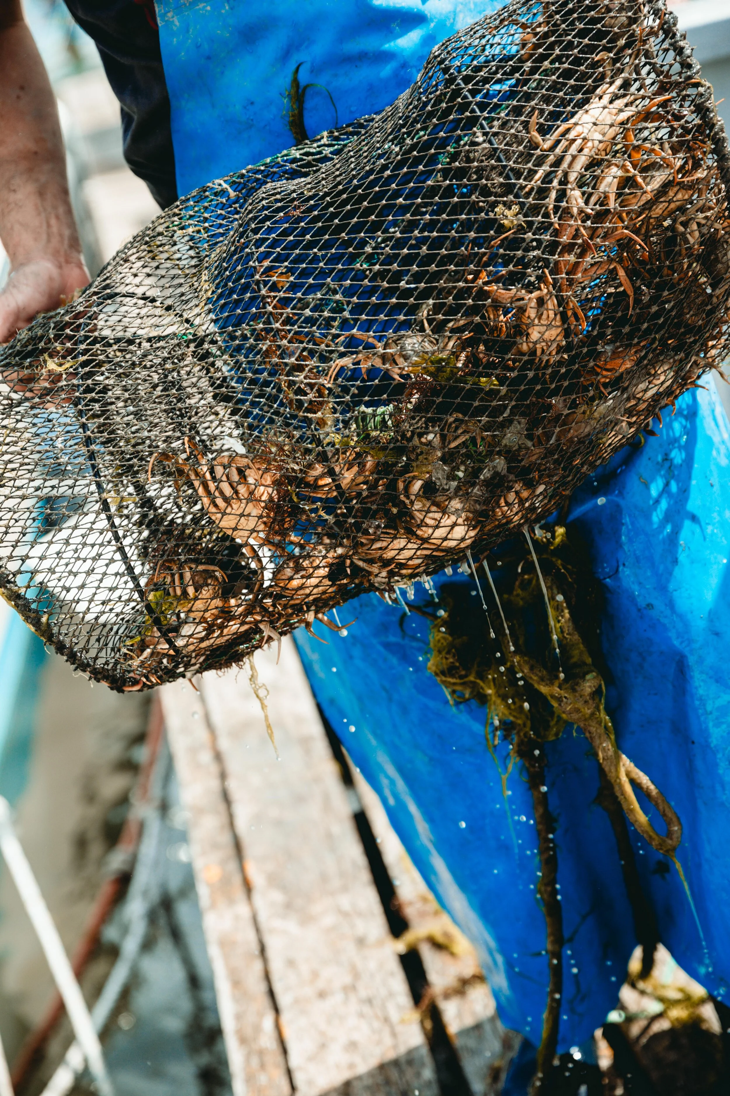 Jean Sebastien Ray Palavas -38.jpg