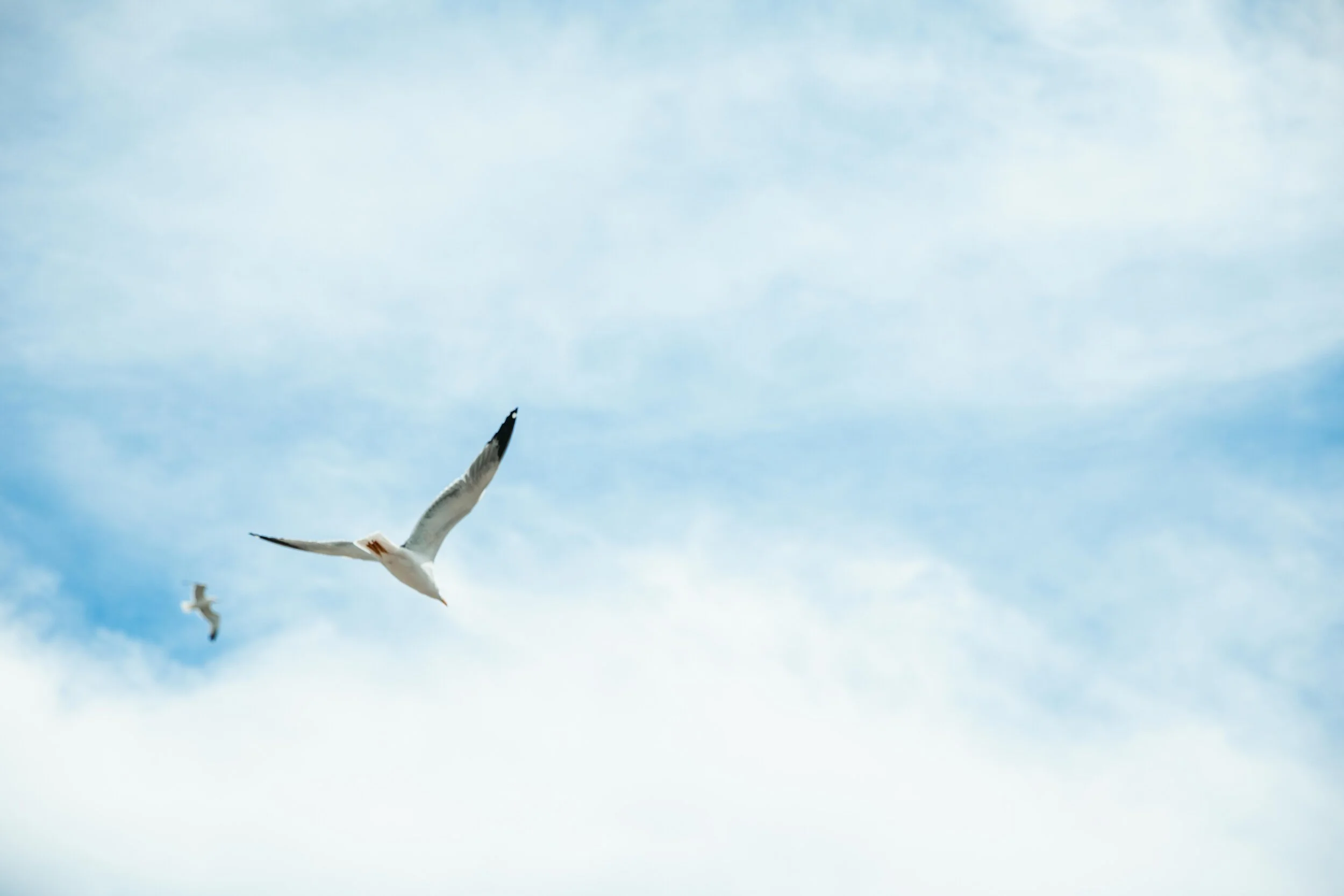 Jean Sebastien Ray Palavas -55.jpg