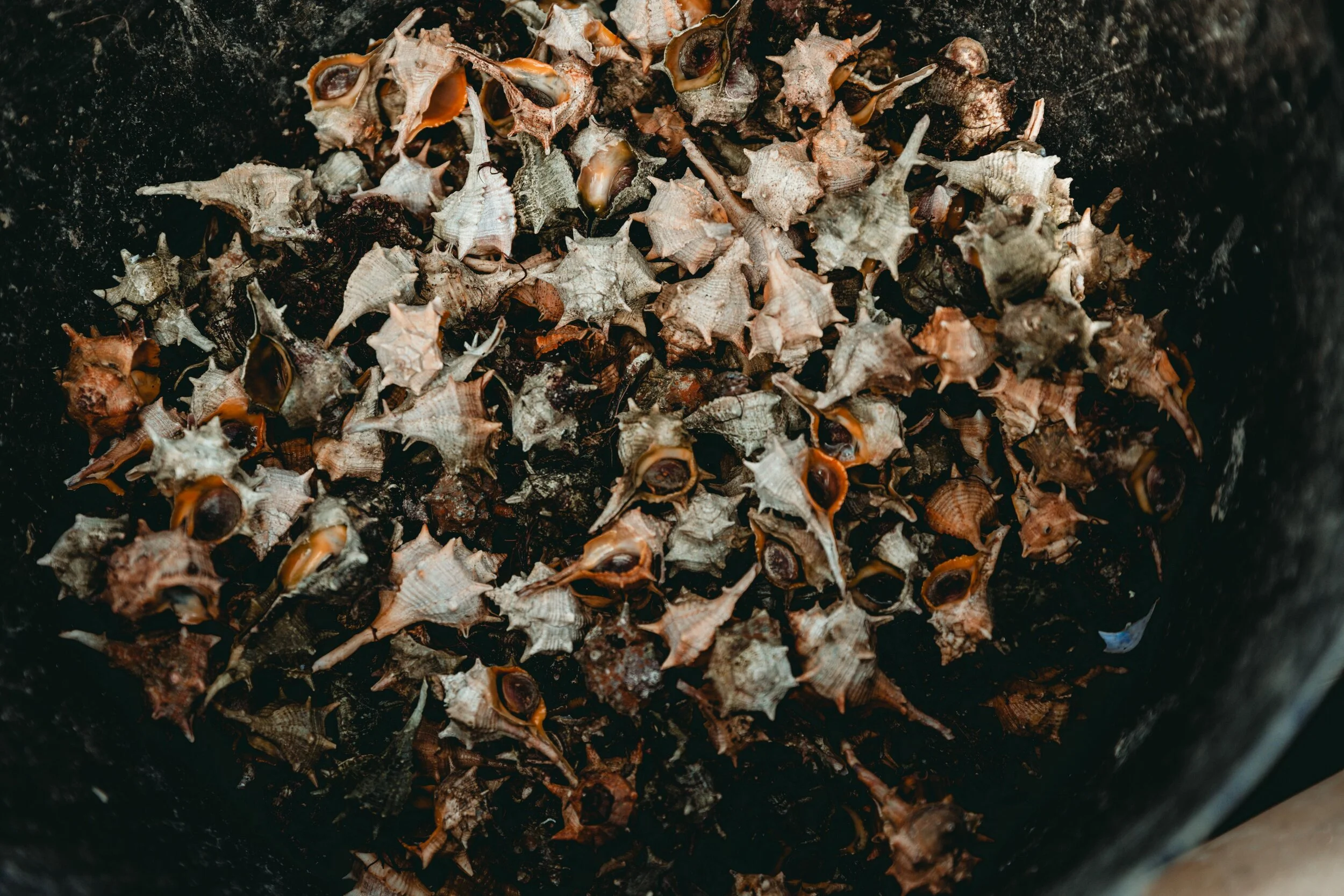 Jean Sebastien Ray Palavas -59.jpg