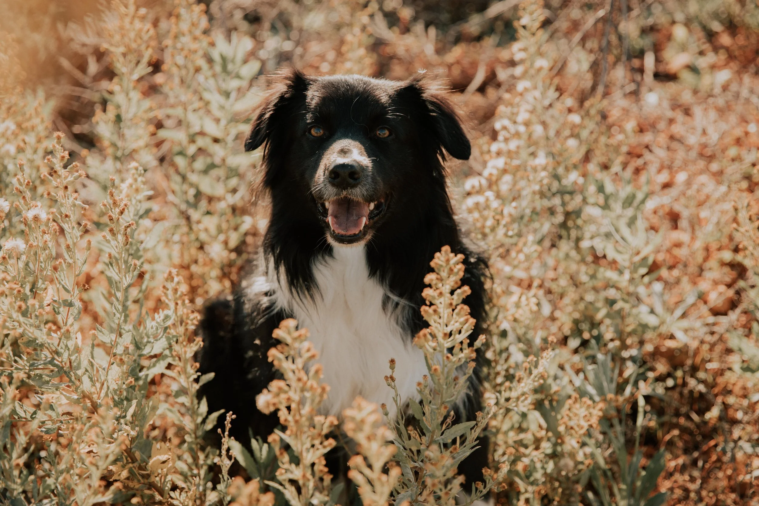 Chloé Titouan et Nazus  - @pelut.charlene-29.jpg