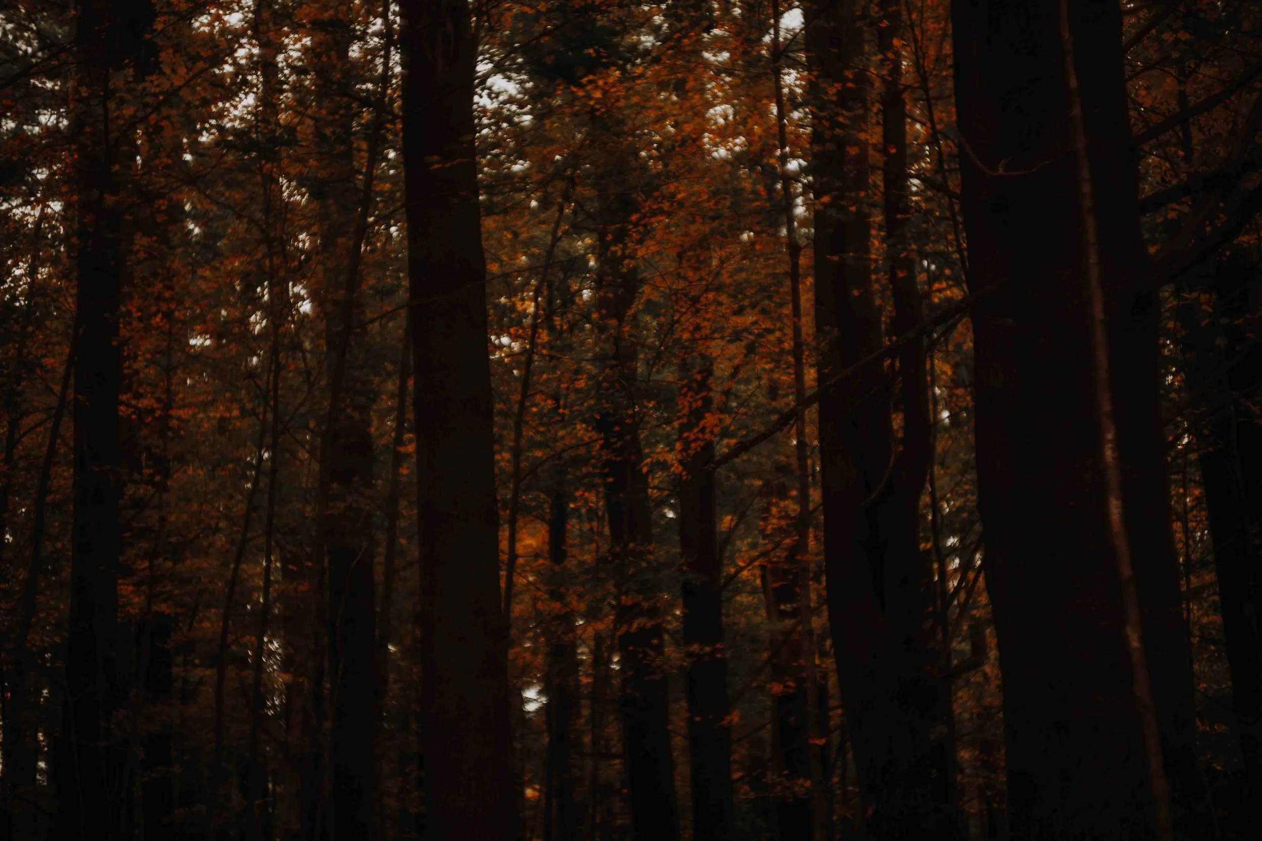 PERSO - @pelut.charlene-241.JPG