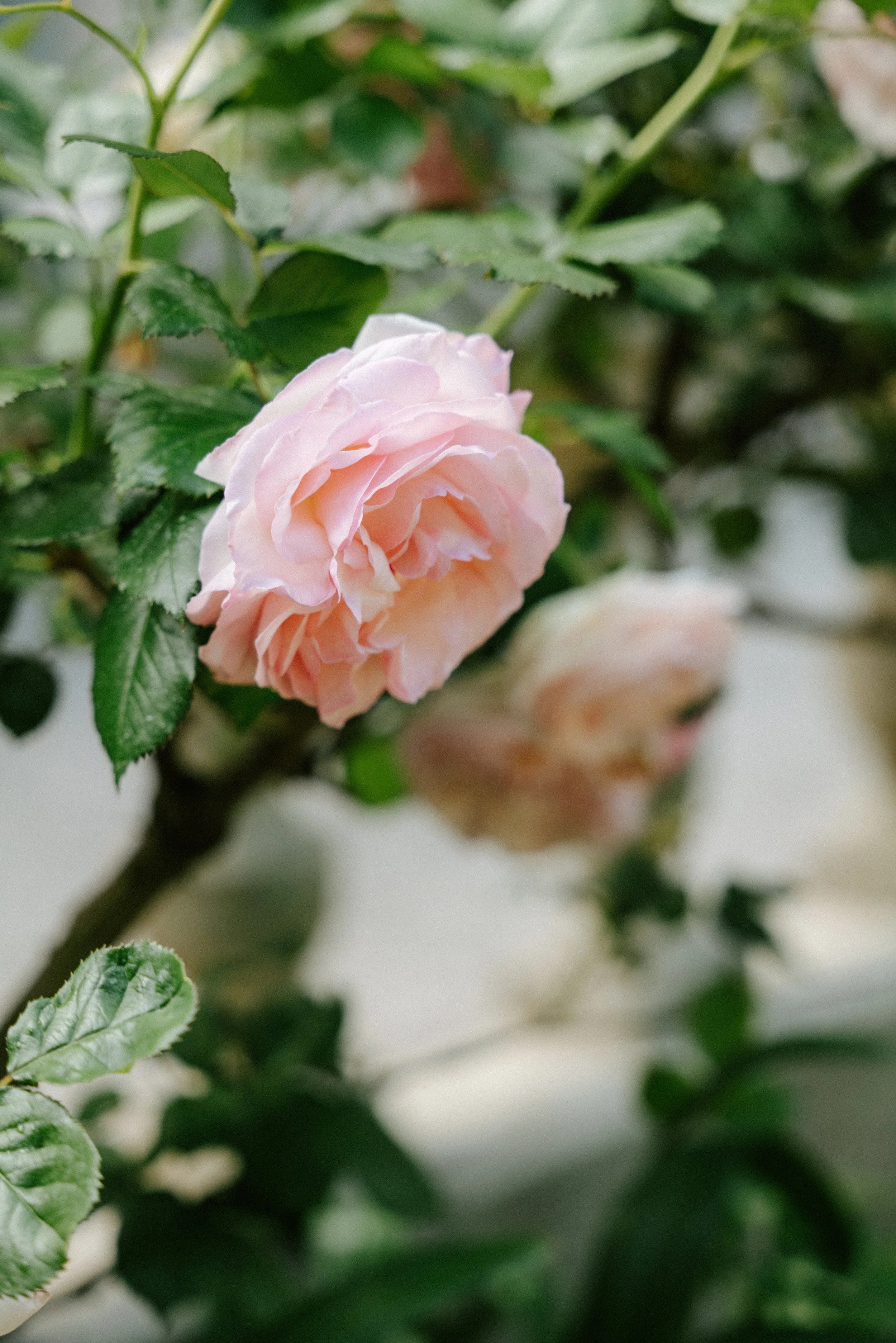 E&F-CharlènePélutPhotographes-8.jpg
