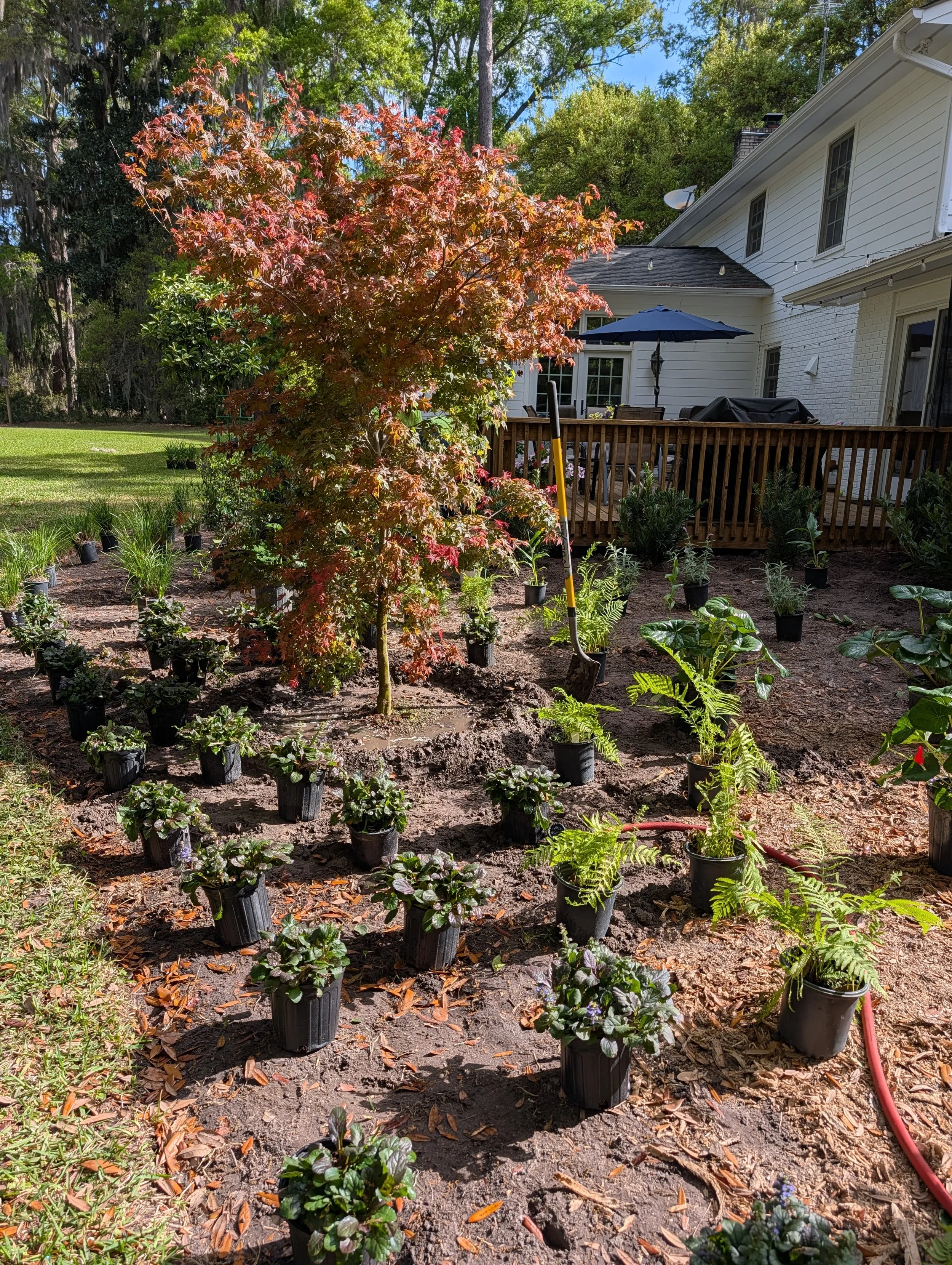 Japanese Maple varieties available
