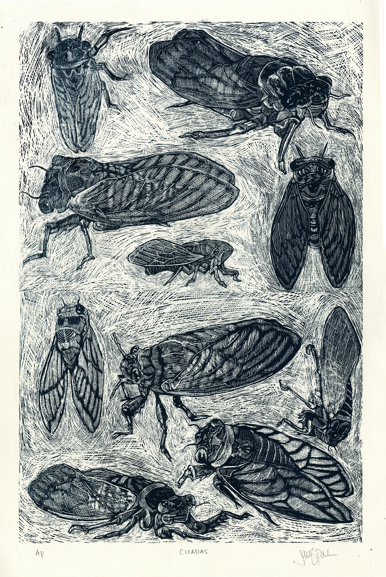 10 Cicadas