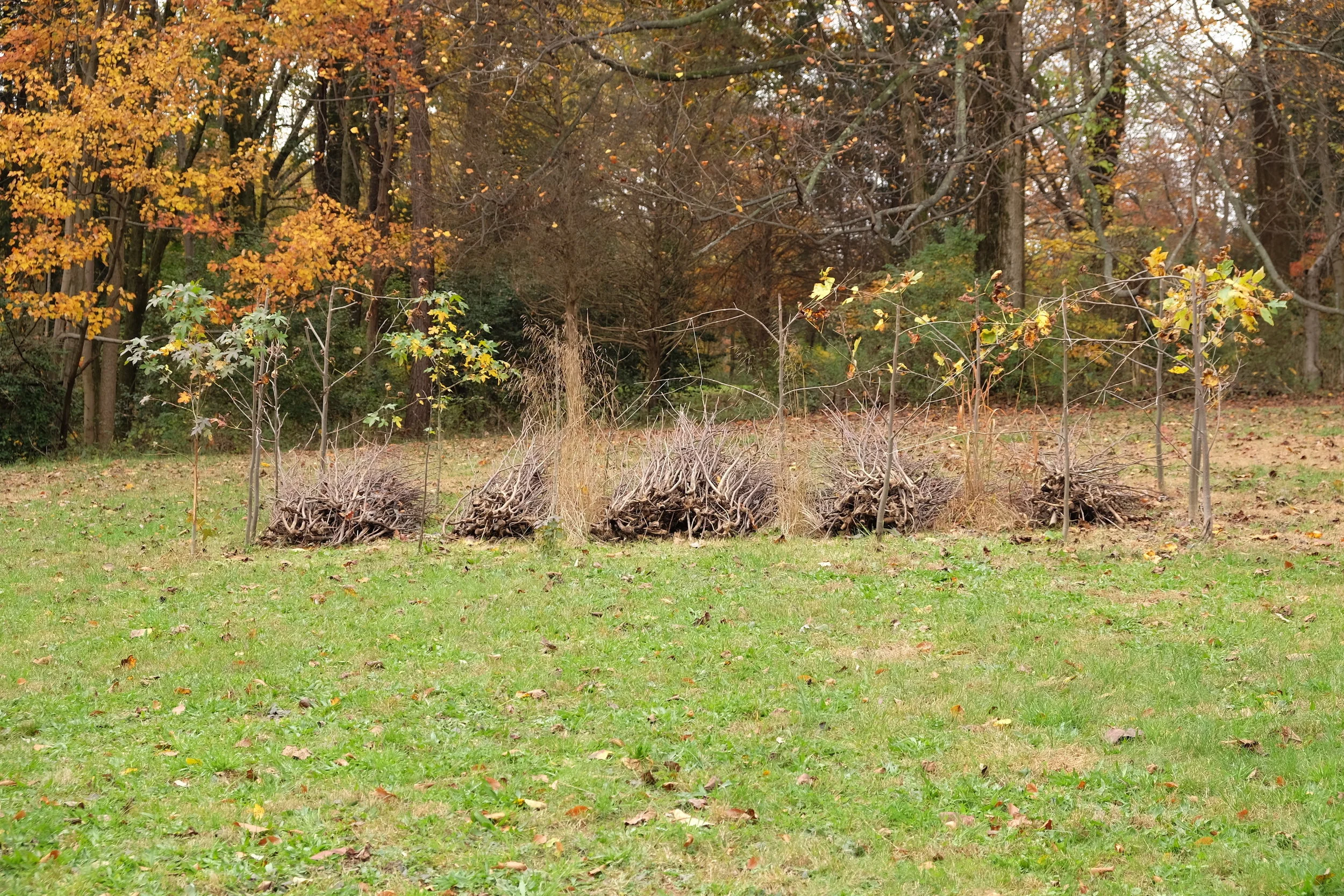   Refugee Tent: Family of 5 , 2017 (self-seeded Tulip Poplar seedlings left to grow in dimensions of a UNHCR refugee tent with five cut clumps of Tulip Poplar seedlings stacked together. Located in rural Maryland on privately owned land. Context is h