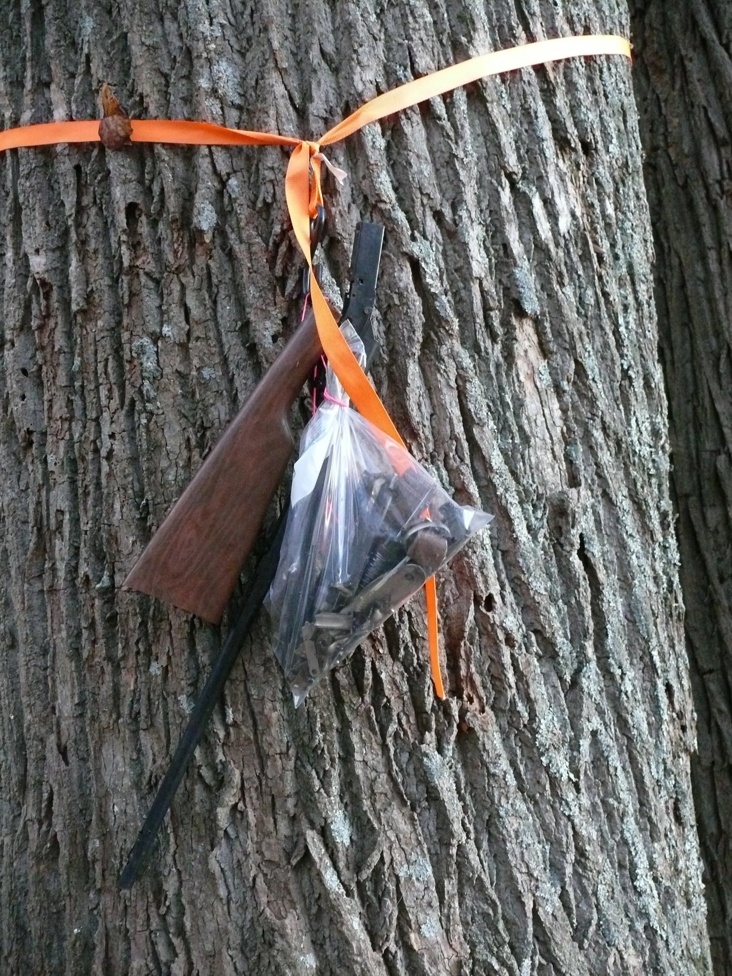 Disassembled gun parts hung on property Tulip Poplar tree, over 100 years old.