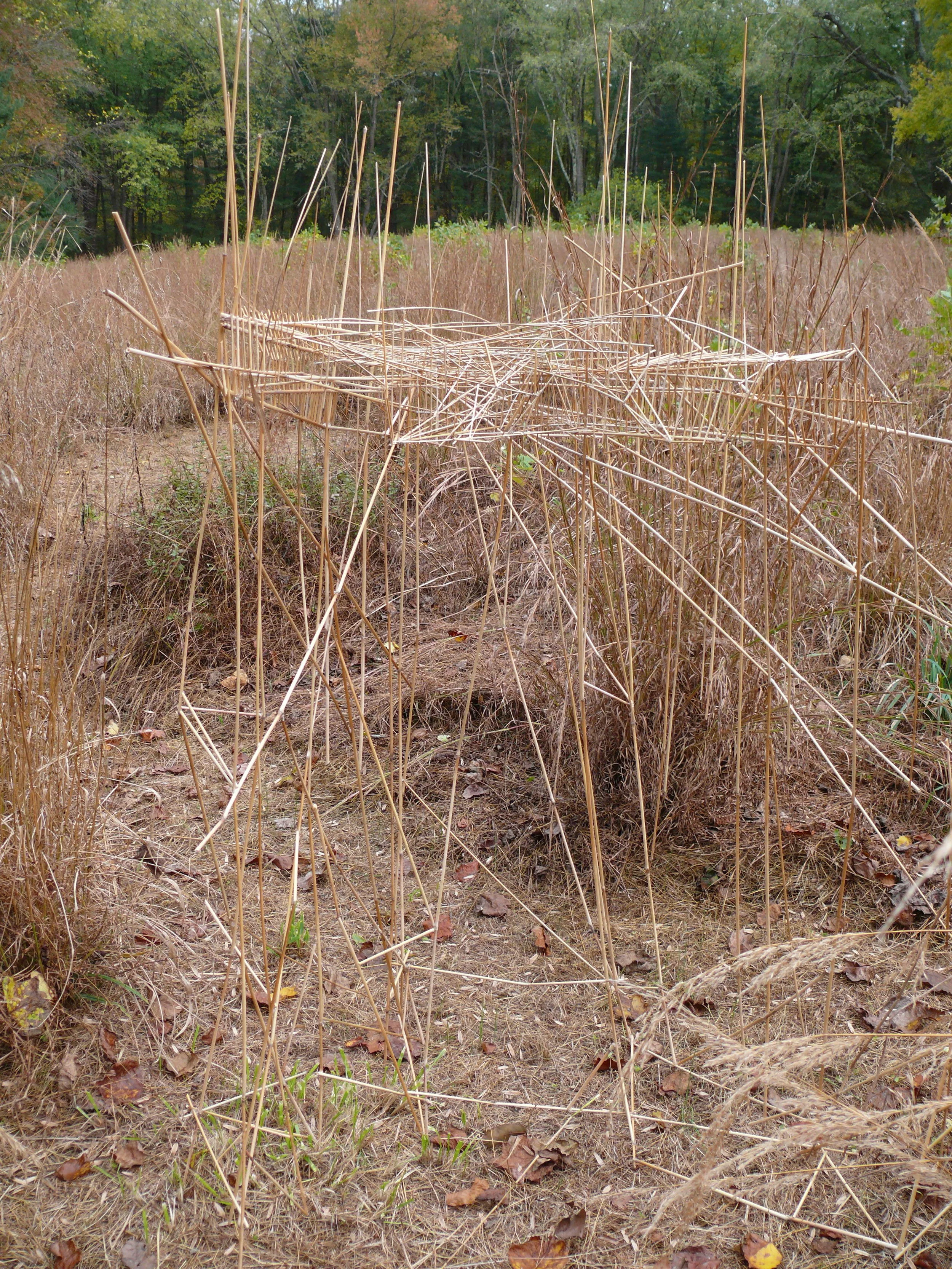 Vancant Body Big Bluestem_In Grass_15.JPG