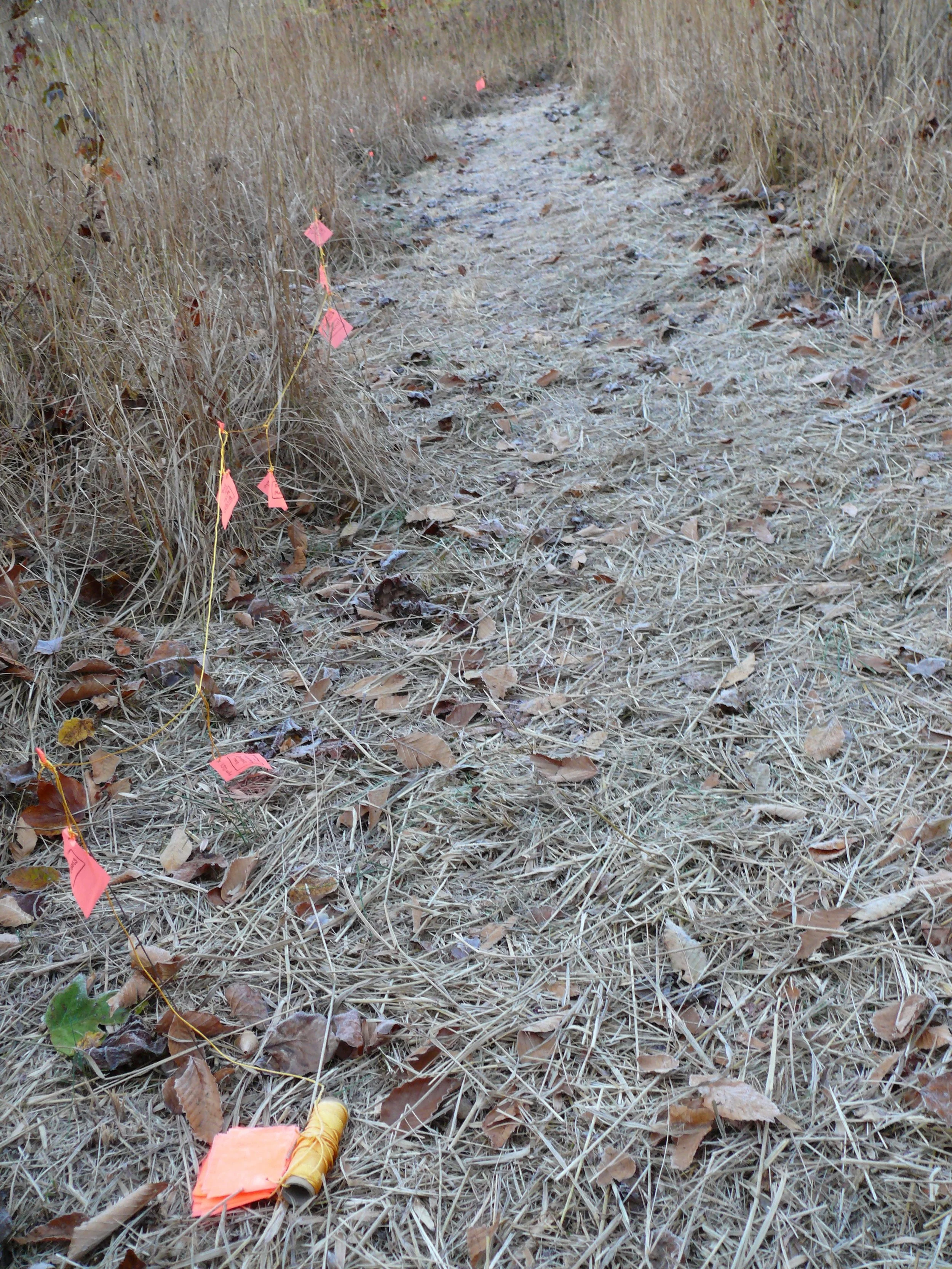 End of deep time walk: humans at end of long line of time since beginning of planet formation. This is a walked line inspired by talks with New Zeeland artist/friend Trudy Lane. People were invited to walk a path in the middle of the tall grasses & Tulip Poplar saplings… a map of deep time for planet earth. The arrival of humans in deep time are at this end of the path. A spool of string lies on the ground in reference to time that has not yet passed. Humans have appeared and have lived very recently in the deep time. Walking is what humans naturally do as nomads – it grounds us on land and in rhythm through time. We forget how deeply we need relationships with things outside of human society.