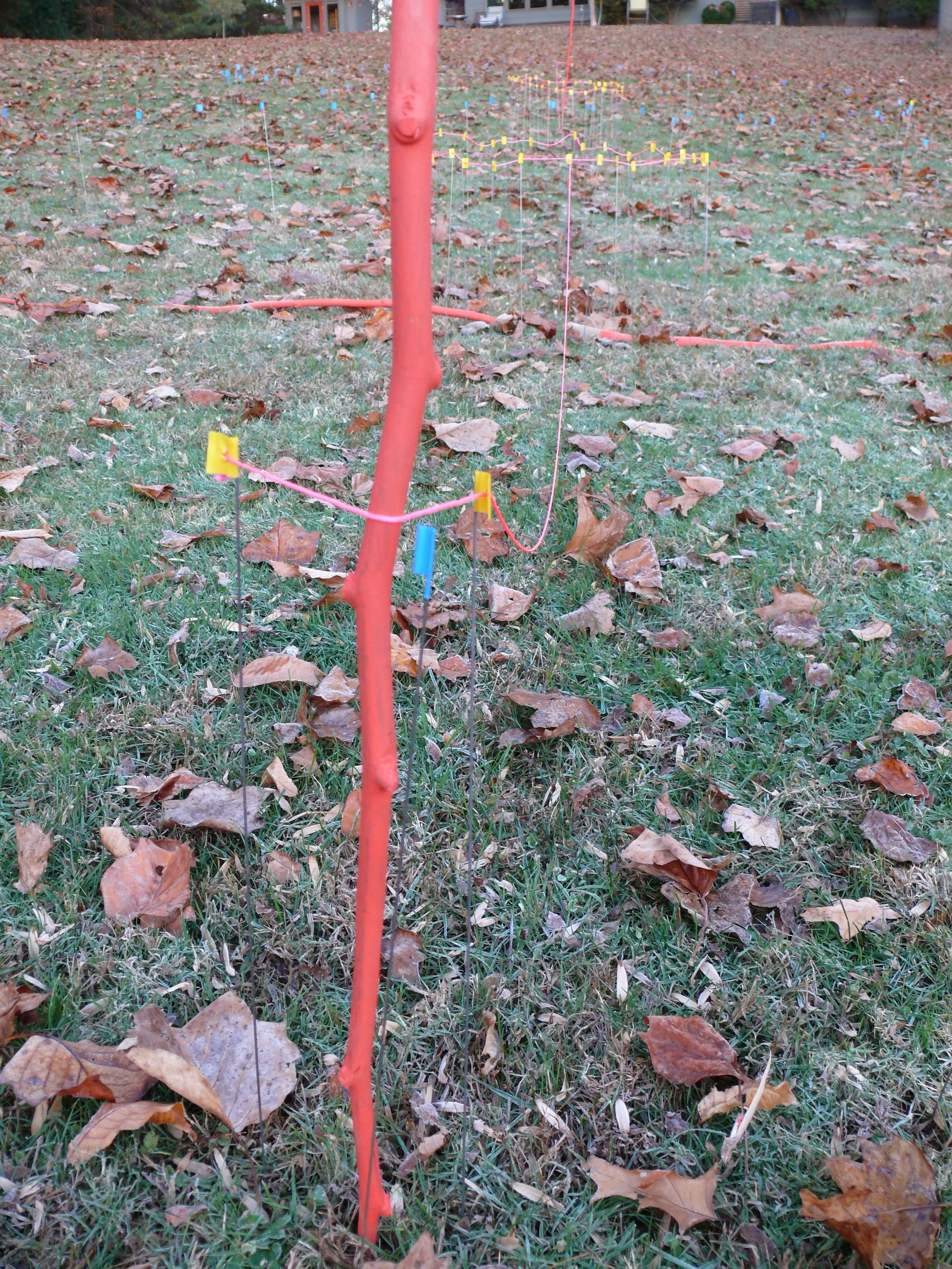 Grass Drawing with flags:string:tulip poplar saplings3*.jpg