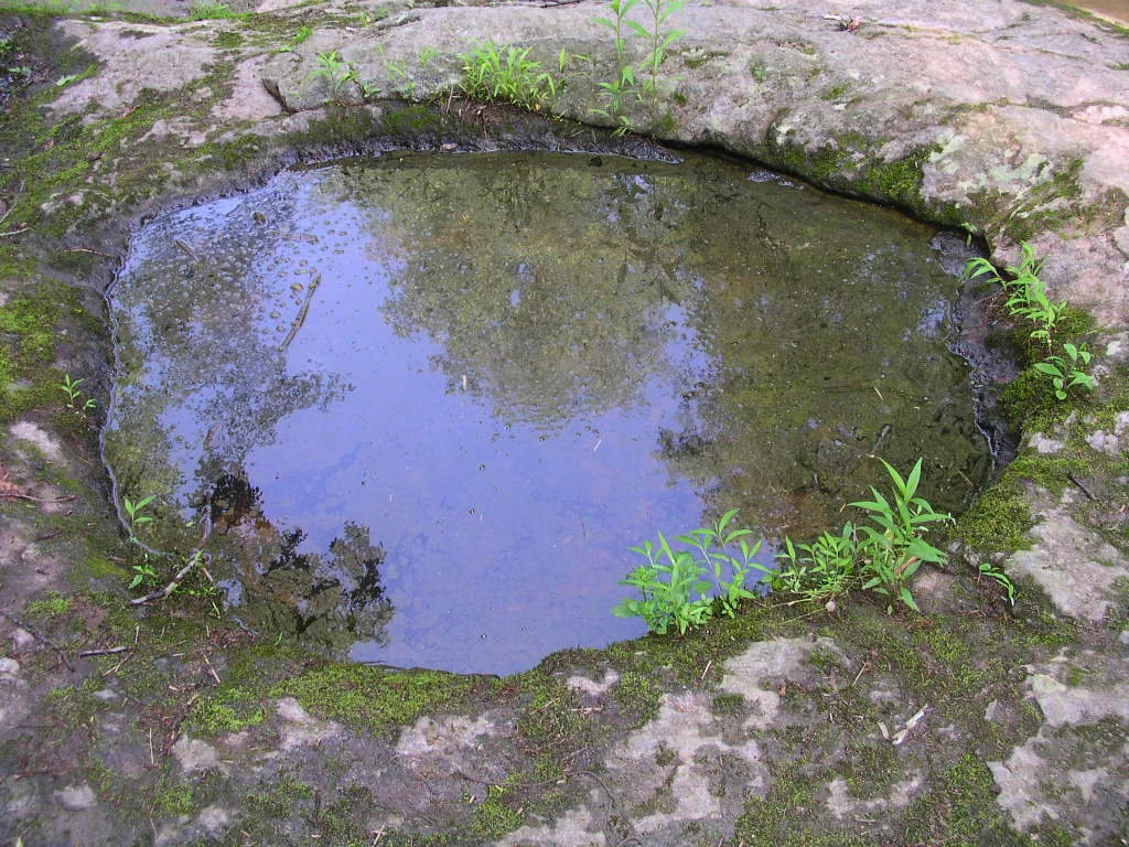 Recording location 6/2010 for pollen on pond, Gunpowder Falls 