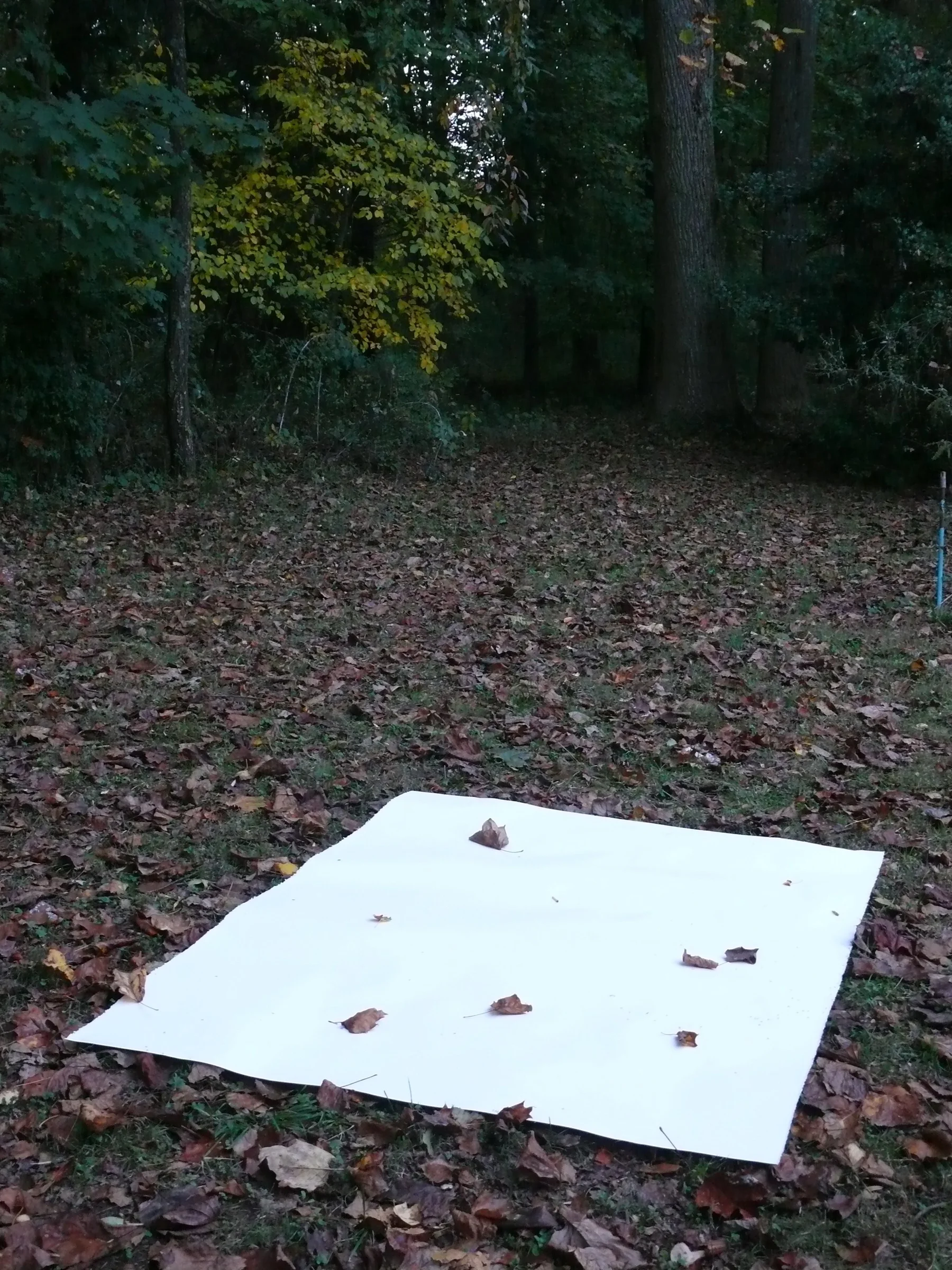  Recording location 10/2010 for leaves/ants/debris falling 