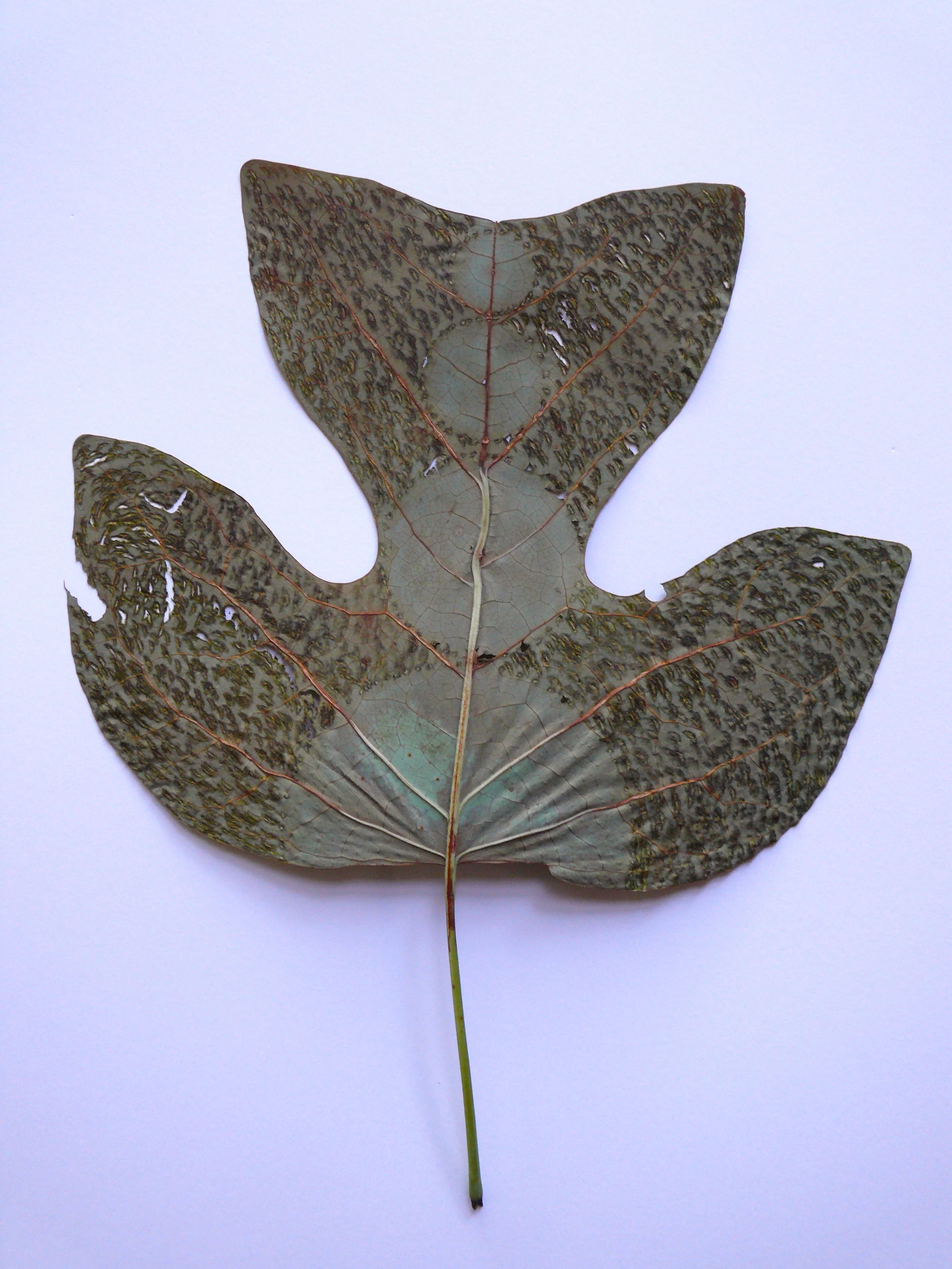   Leaf Drawing , 2017, dimensions variable 