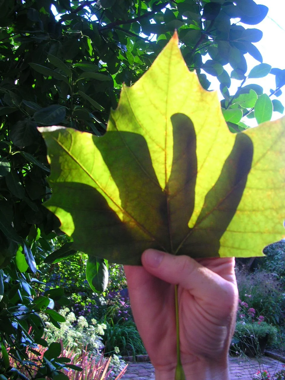   How to make a drawing on a leaf with light and shadow , 2010 