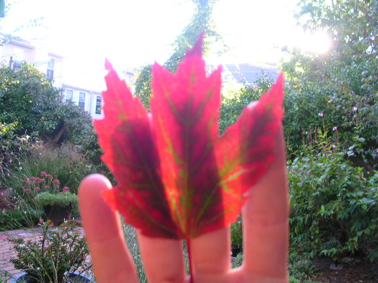   How to make a drawing on a leaf with light &amp; shadow , 2010 