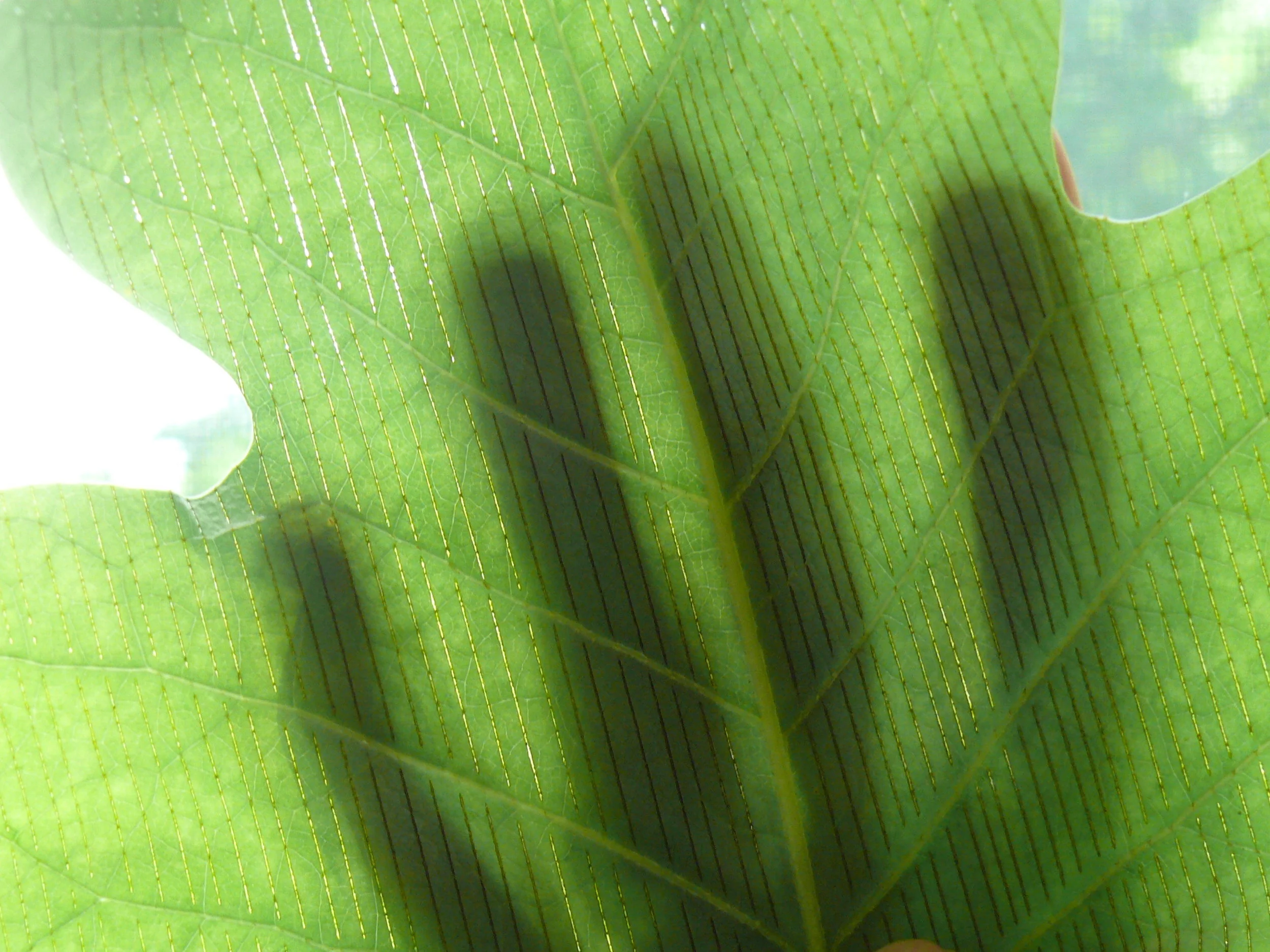   Leaf Scored &amp; How to make a drawing on a leaf with light and shadow , 2011 