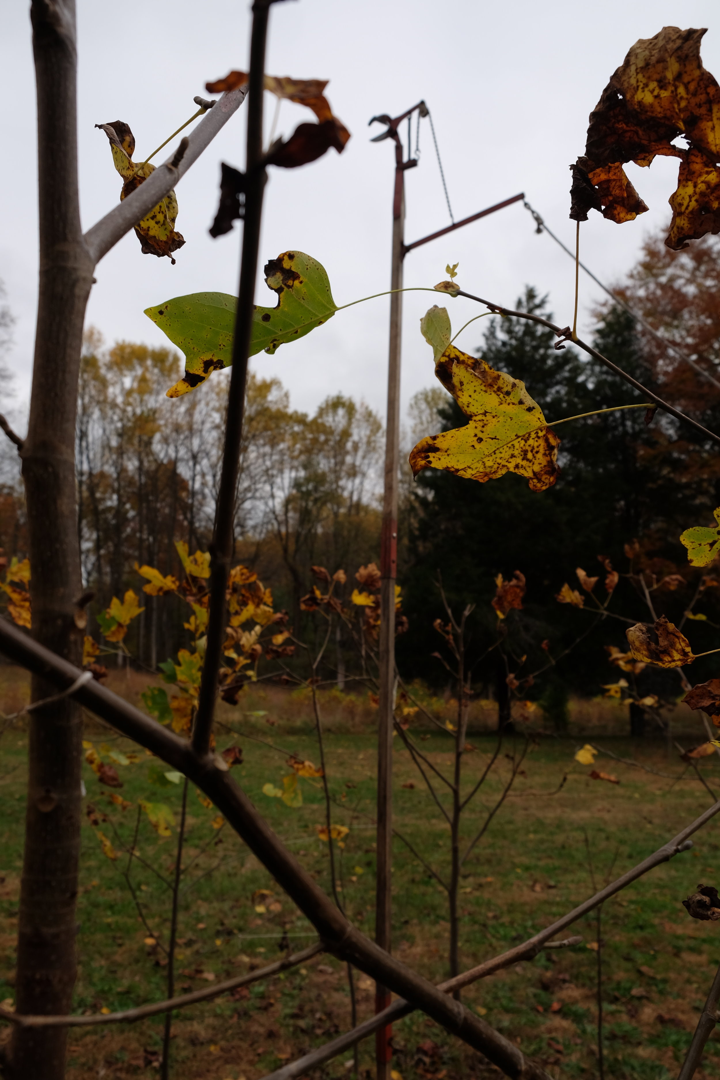  detail:  Solitary  with branch pruner at center of land sculpture. The trees that form an 8 x 10’ perimeter continue to be pruned at top with lower branches cut to interweave one another. (ongoing project) 