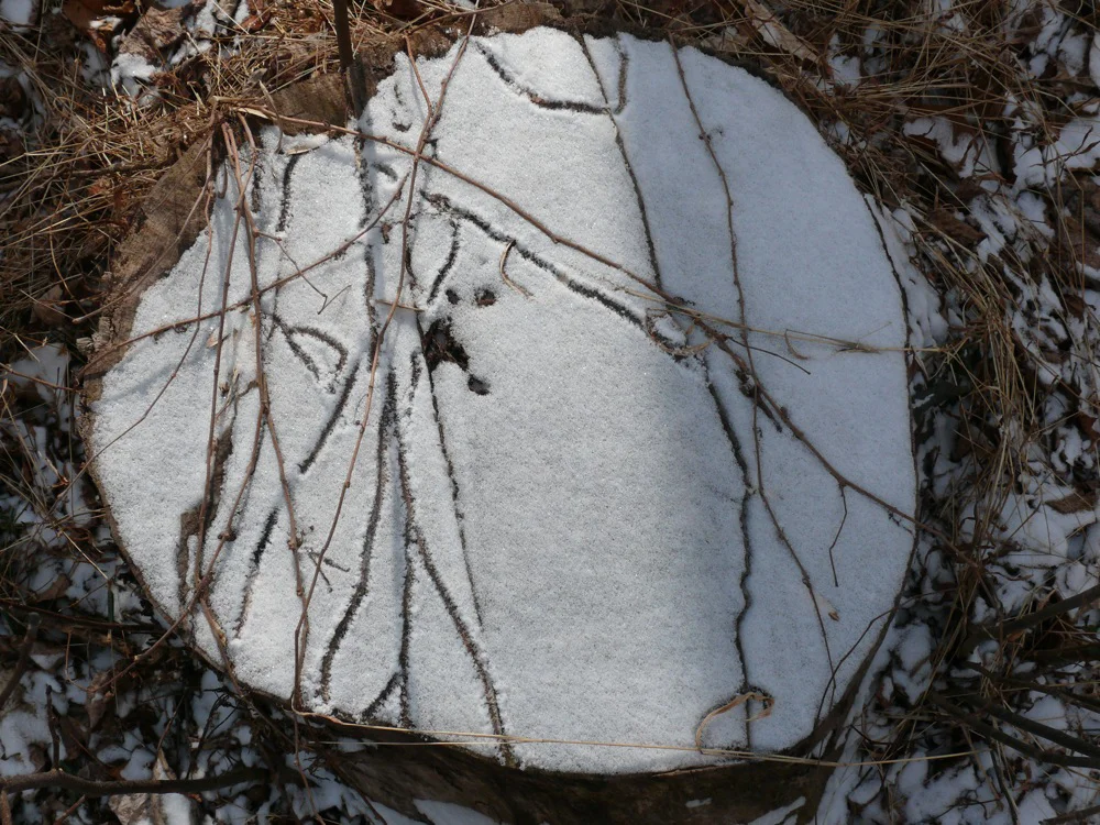   Response 3 , 0/24/2013, snow drawing with Virginia Creeper, following shadows 