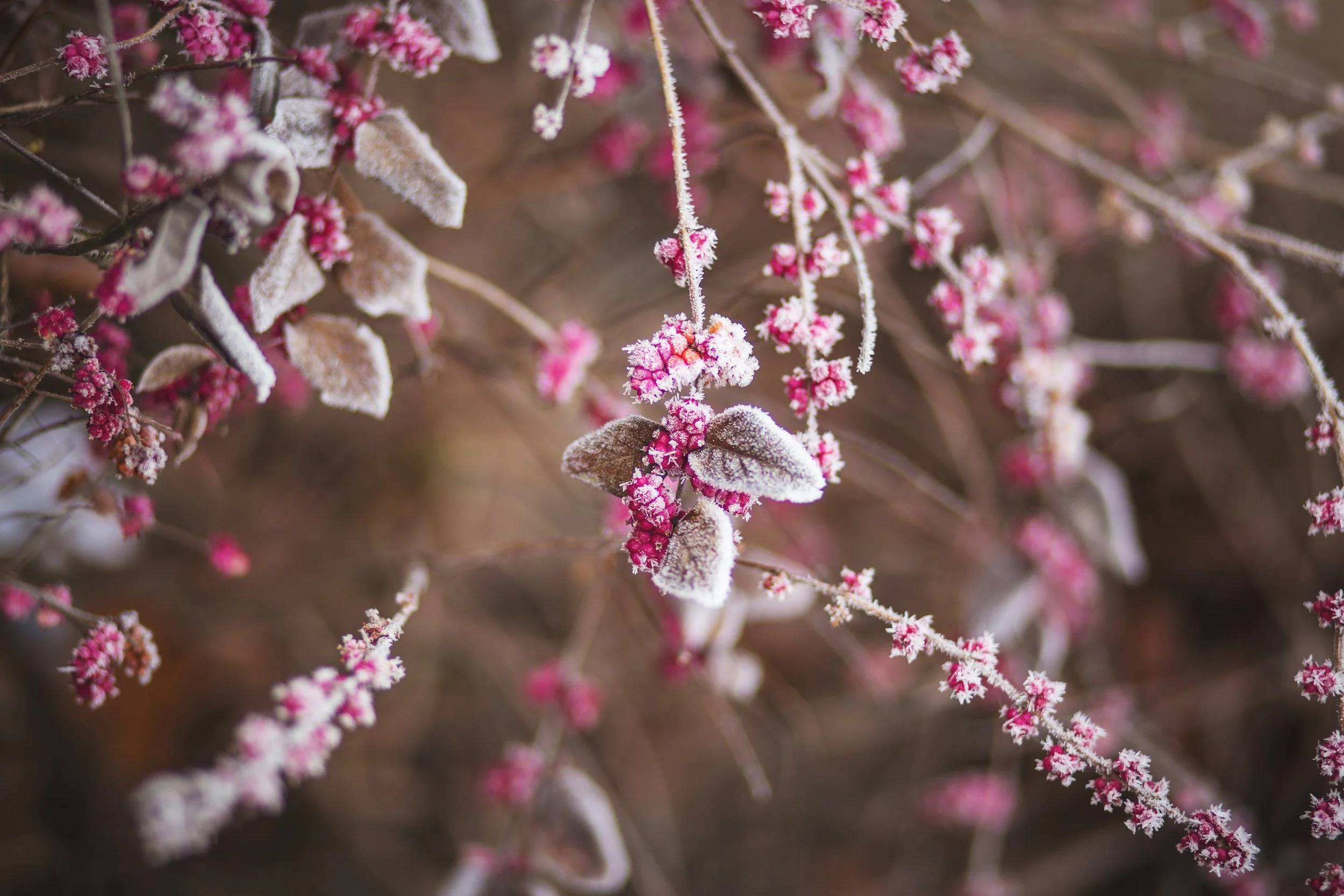 branch-frozen-nature-22427.jpg