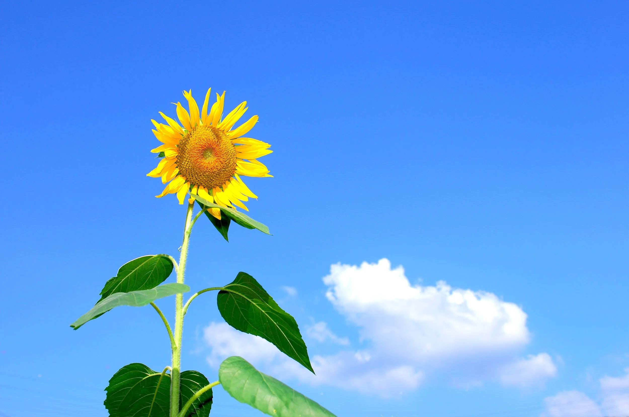 background-beautiful-bloom-54459.jpg