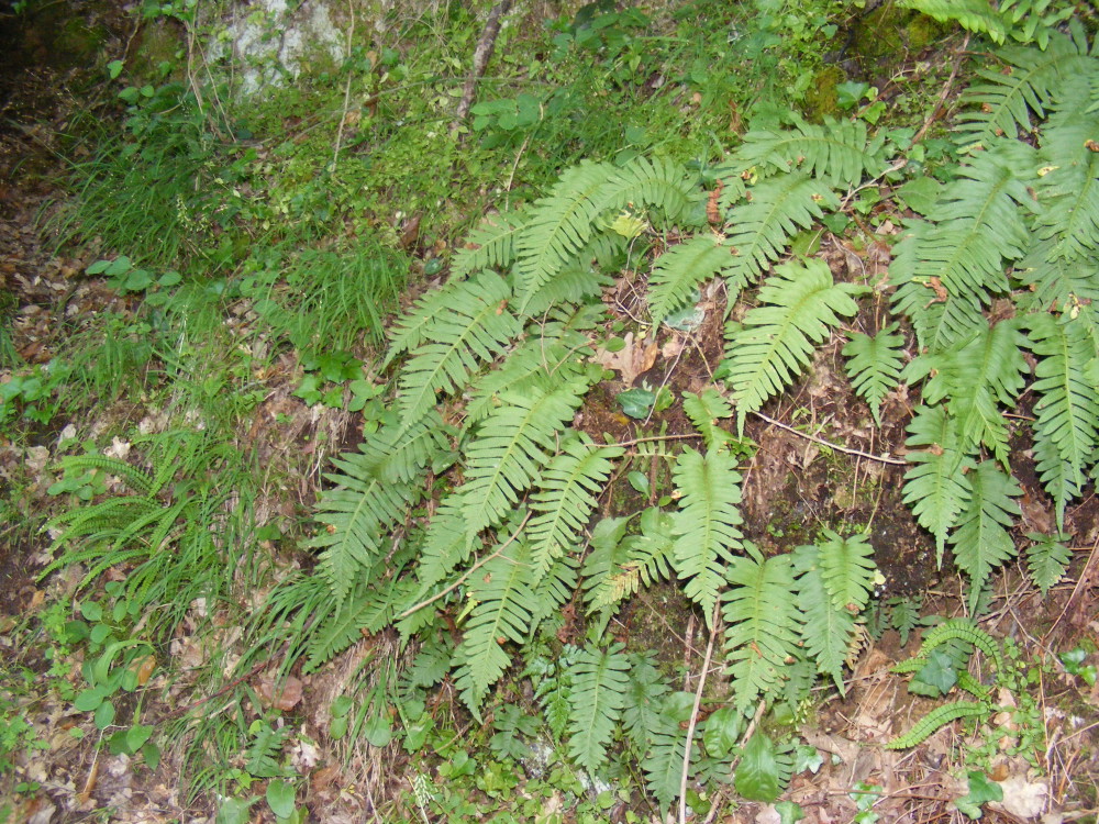Tüpfelfarn - Polypodium vulgare